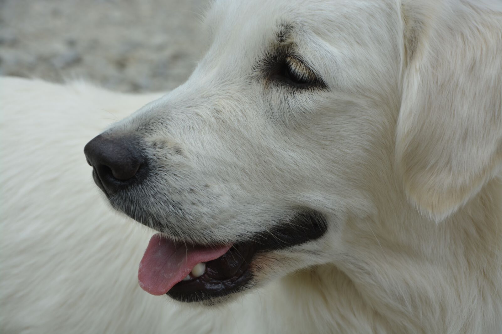 Nikon D5200 sample photo. Dog, nose dog, truffle photography