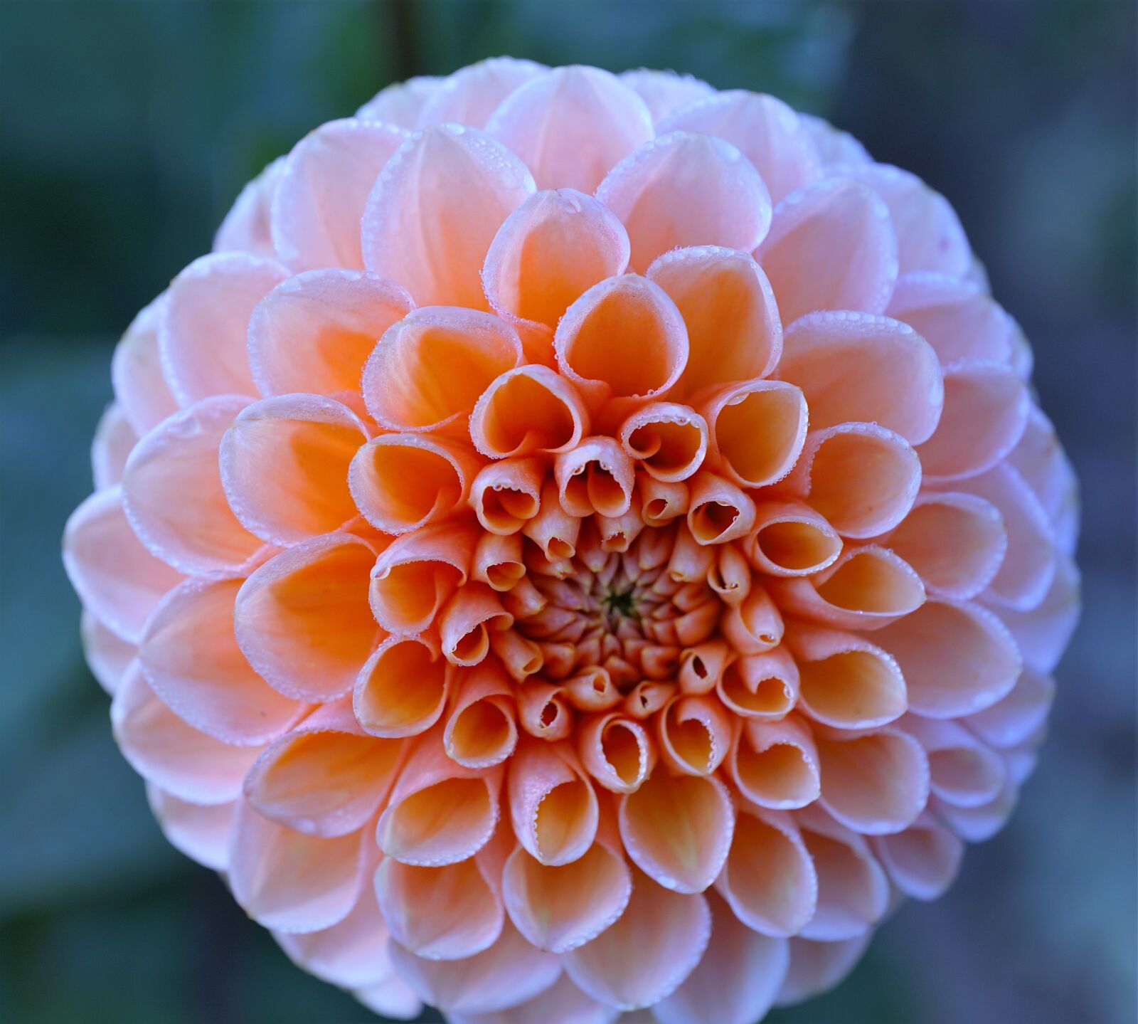 Sony ILCA-77M2 + Sony DT 16-50mm F2.8 SSM sample photo. Flower, rose, round photography