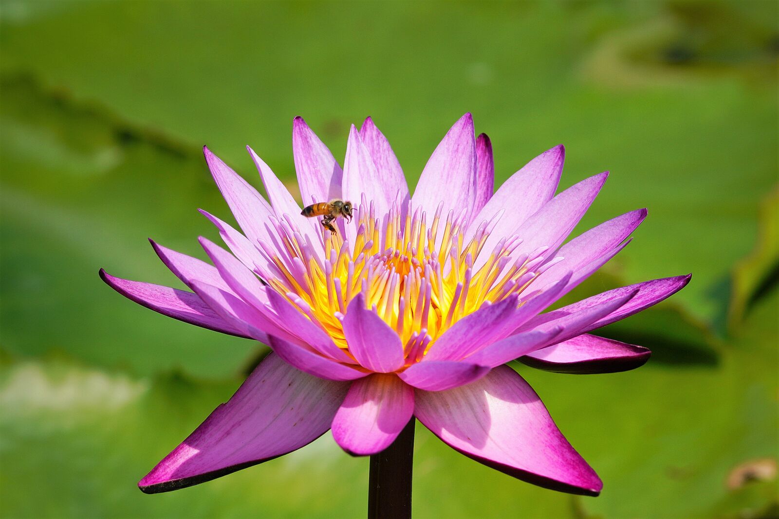 Canon EF 300mm F4L IS USM sample photo. Lotus, nature, summer photography