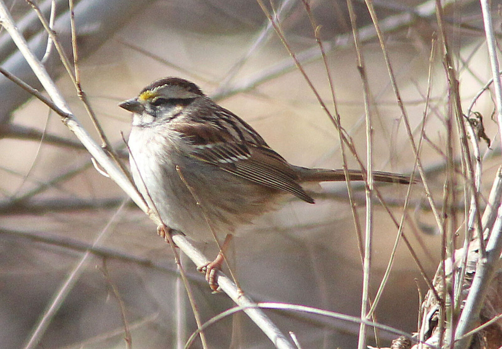 Canon EF 300mm F4L IS USM sample photo