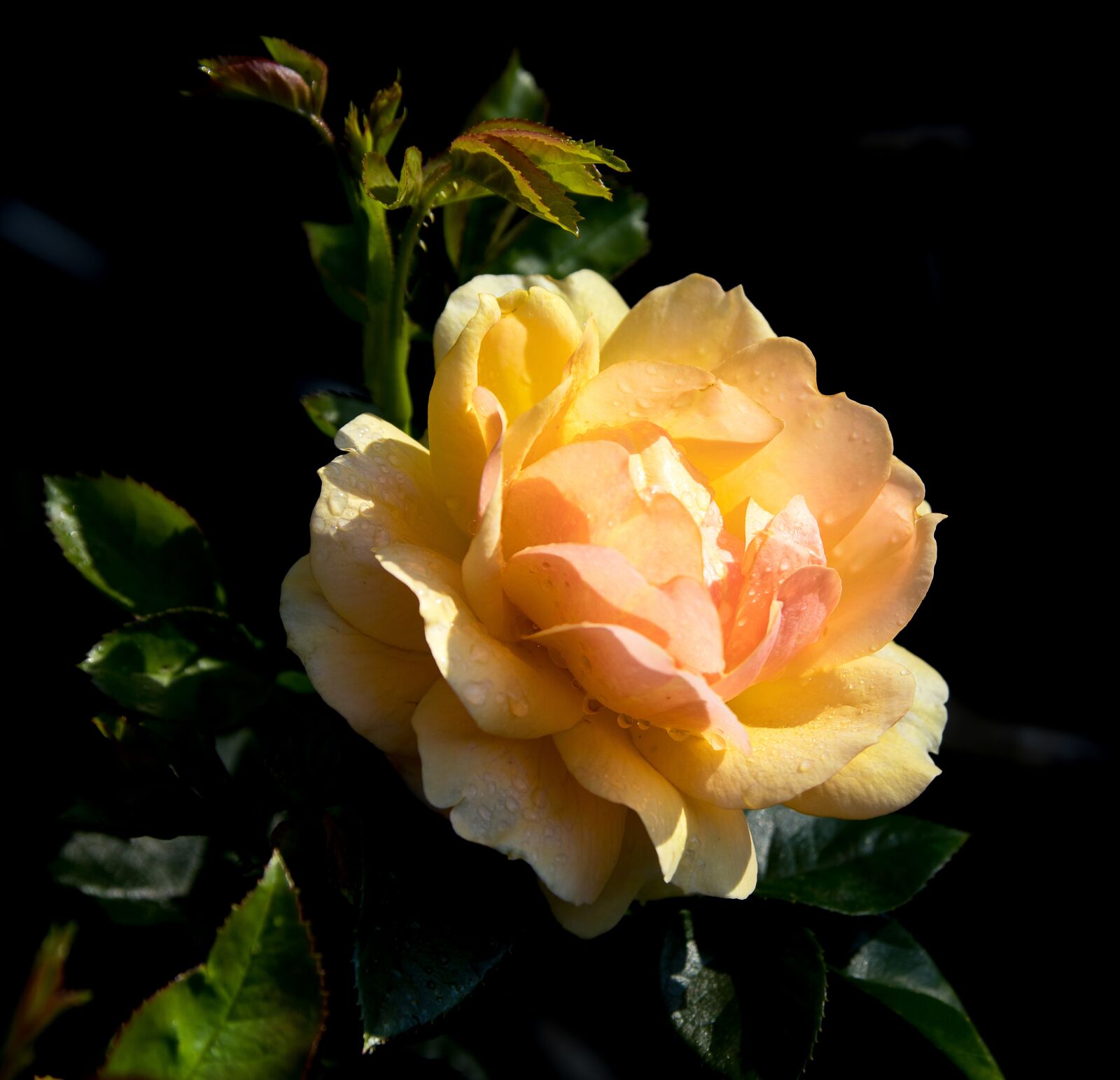 Canon EOS 80D sample photo. Rose, plant, flower photography