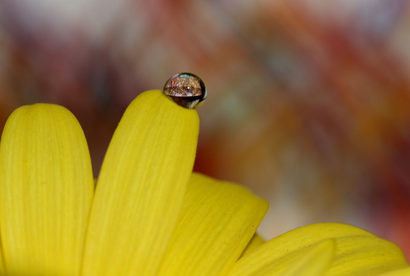 Canon EF-S 60mm F2.8 Macro USM sample photo. Drops, water, macro photography