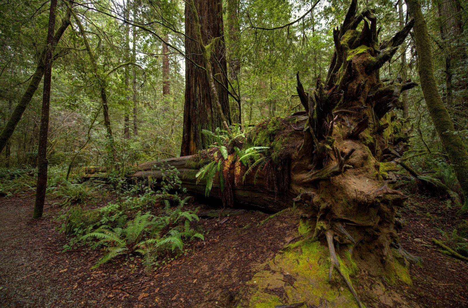 Nikon D850 sample photo. Redwoods, national parks, california photography