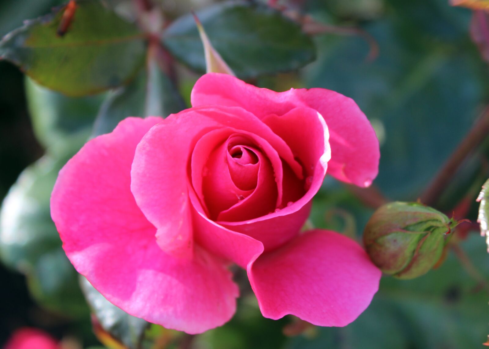 Canon EOS 600D (Rebel EOS T3i / EOS Kiss X5) sample photo. Flowers, natural, summer photography