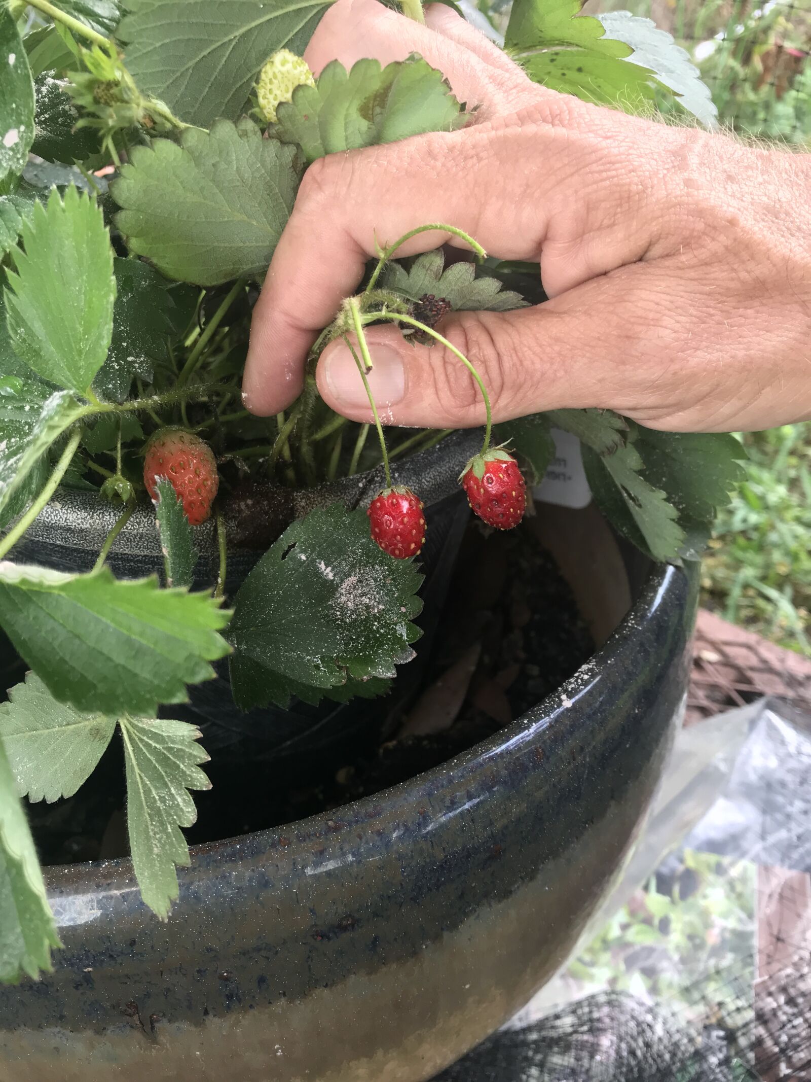 iPhone 7 back camera 3.99mm f/1.8 sample photo. Strawberry, berries, plants photography