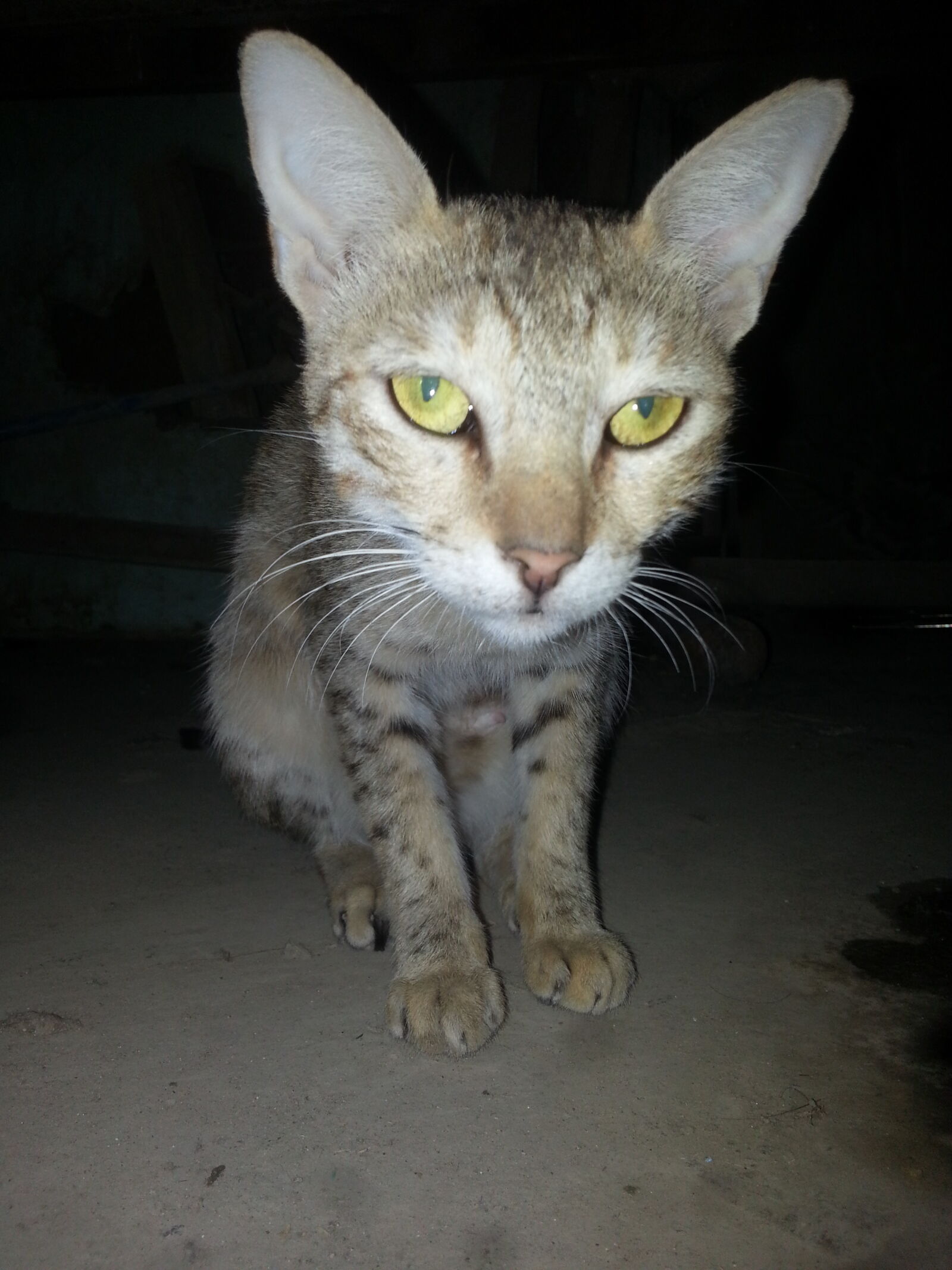 Samsung Galaxy Note2 sample photo. My, cat photography