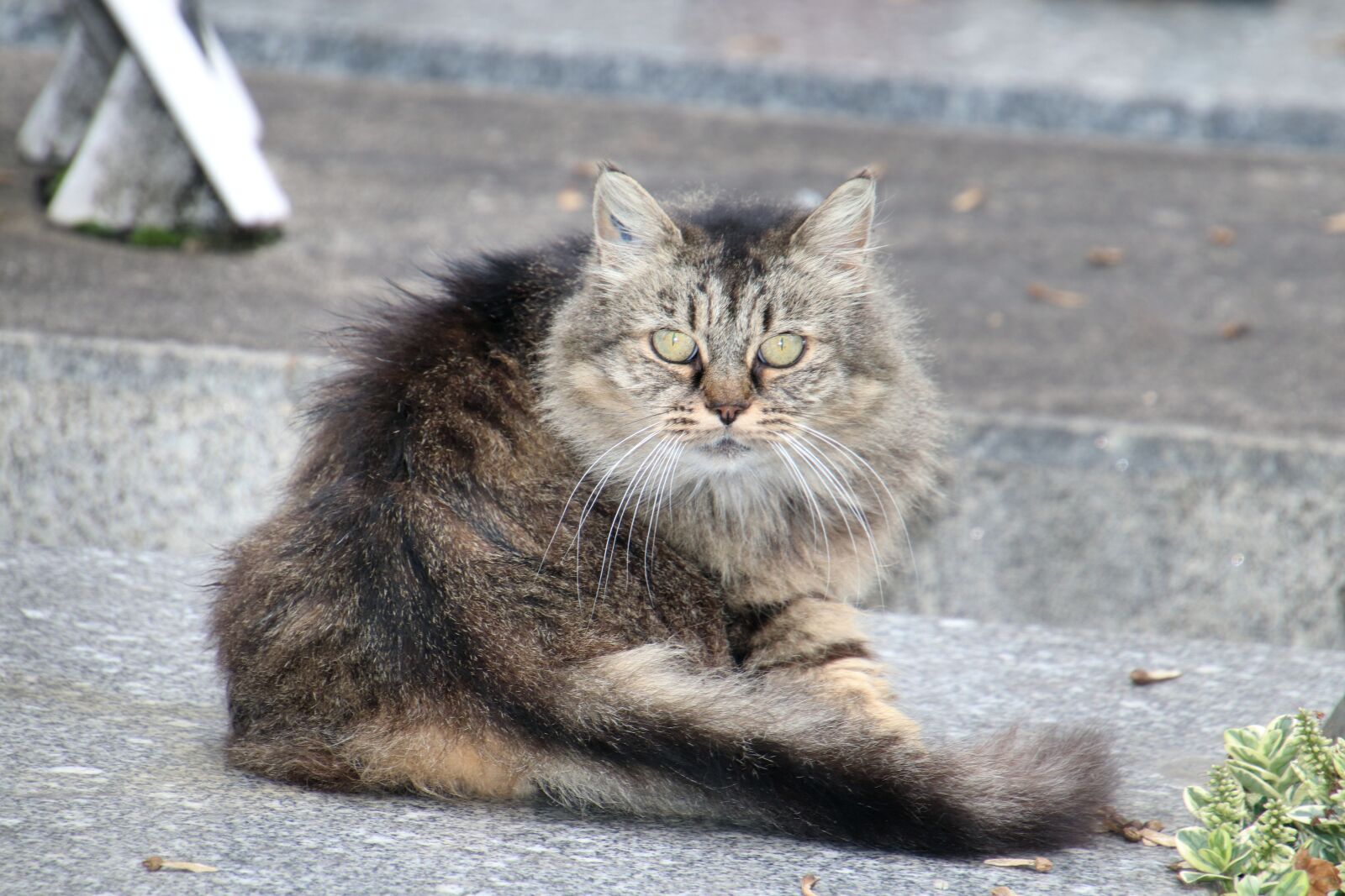 Canon EOS 800D (EOS Rebel T7i / EOS Kiss X9i) sample photo. Cats, cats angora, gray photography
