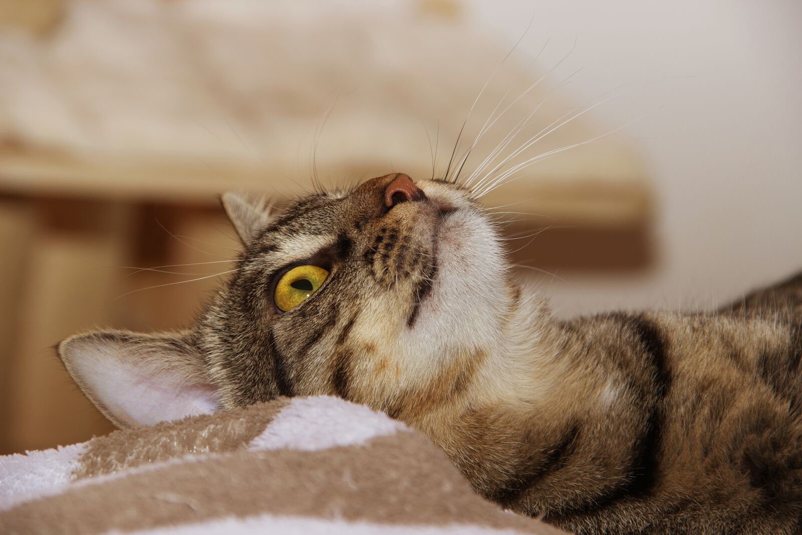 Canon EOS 600D (Rebel EOS T3i / EOS Kiss X5) sample photo. Cat, domestic cat, lying photography
