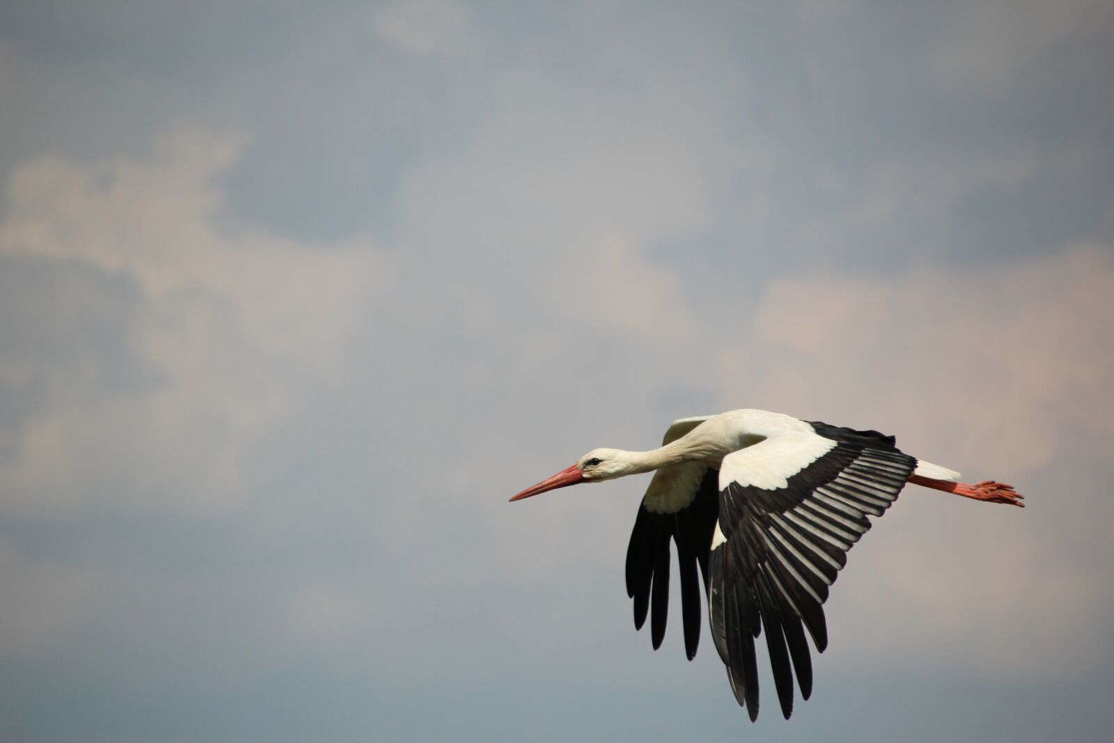 Canon EOS 1200D (EOS Rebel T5 / EOS Kiss X70 / EOS Hi) sample photo. Stork, bird, white stork photography
