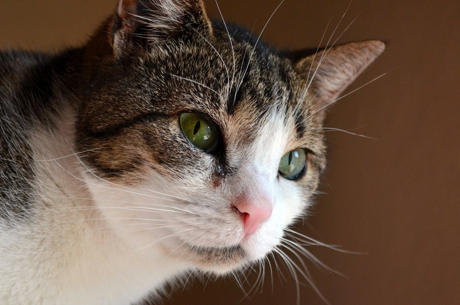 Nikon D5100 sample photo. Cat, cat's eye, animal photography