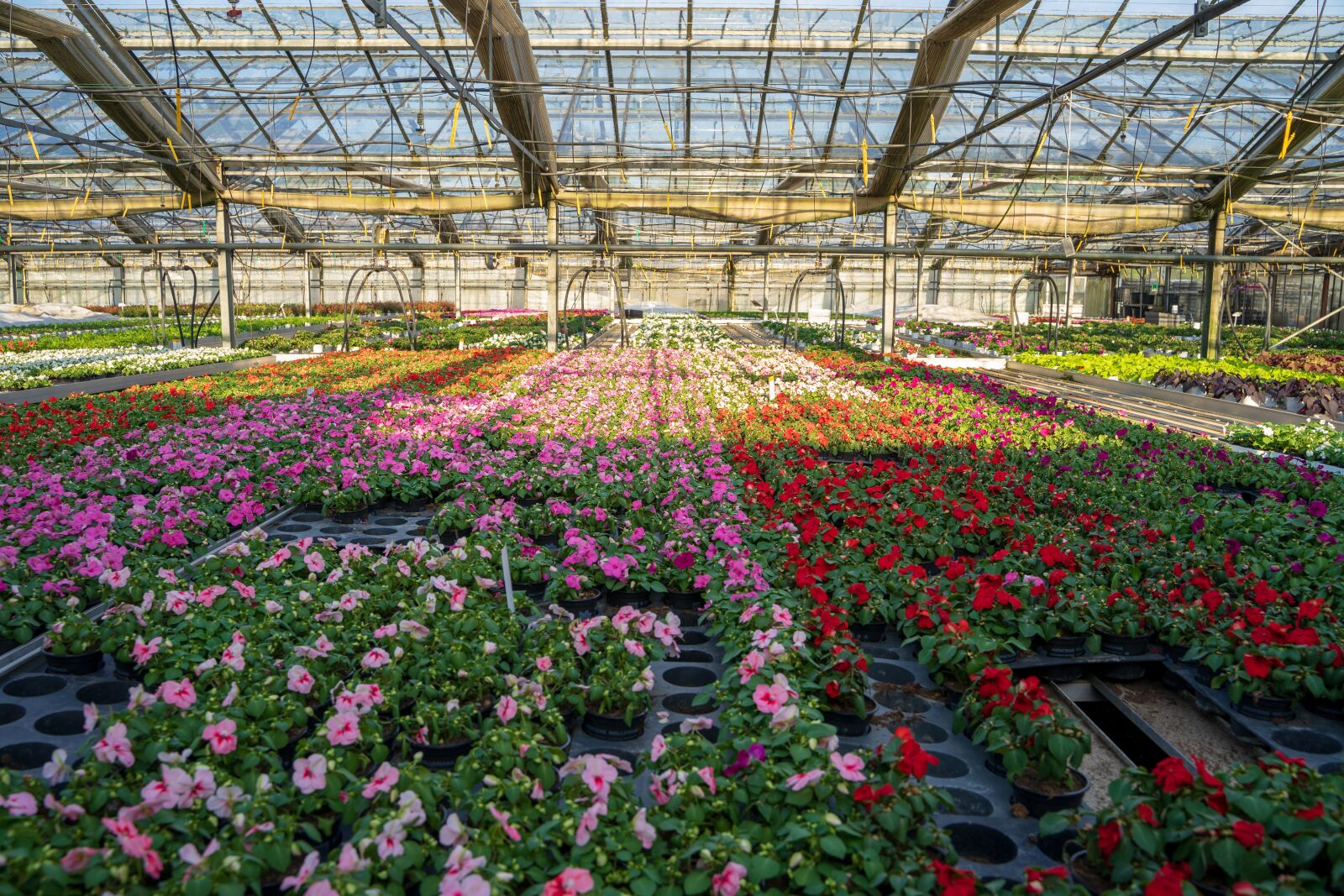 Tamron 28-75mm F2.8 Di III RXD sample photo. Greenhouse, agricultural, grow photography