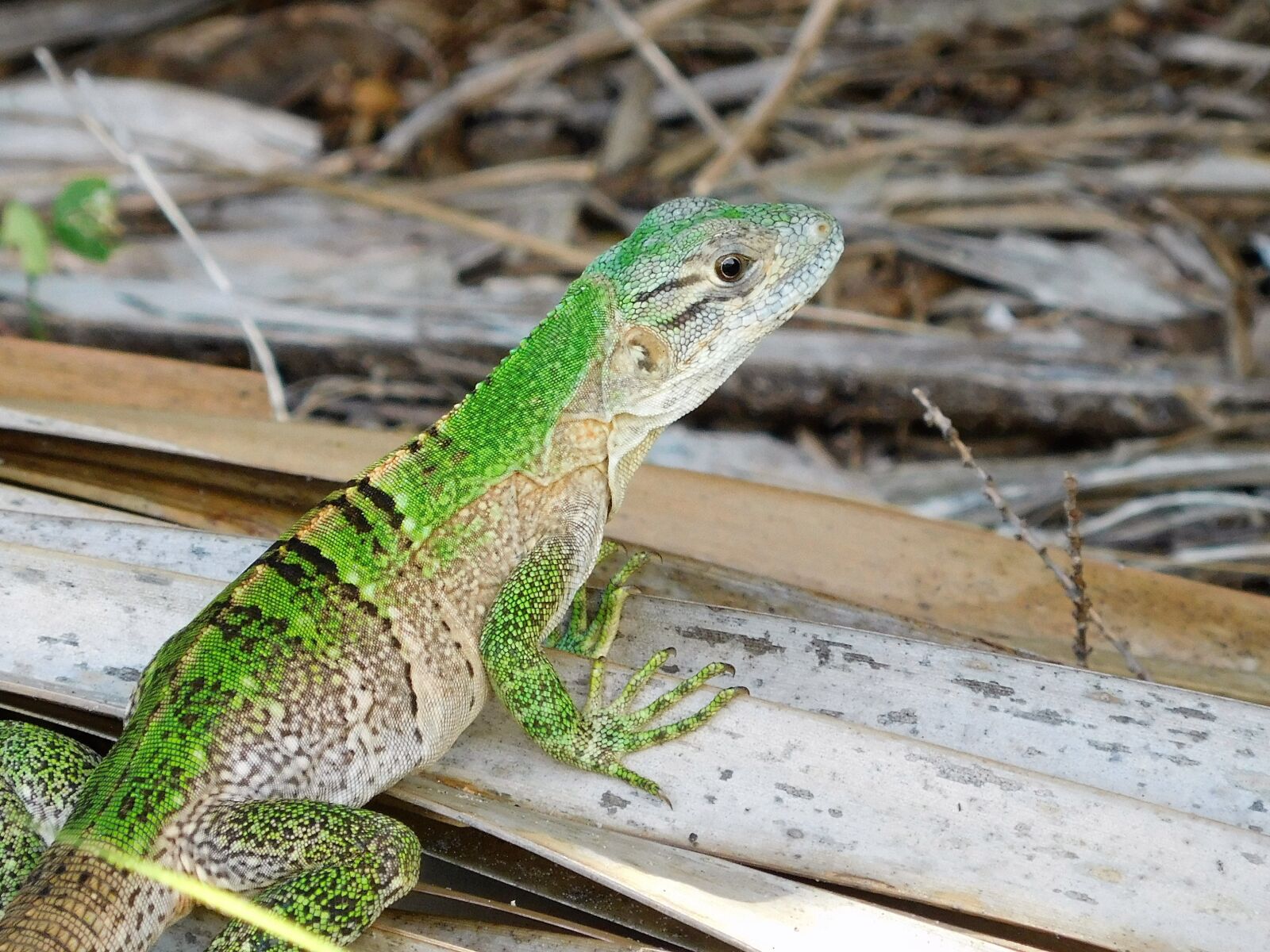 Nikon Coolpix S7000 sample photo. Lizard, green anole lizard photography