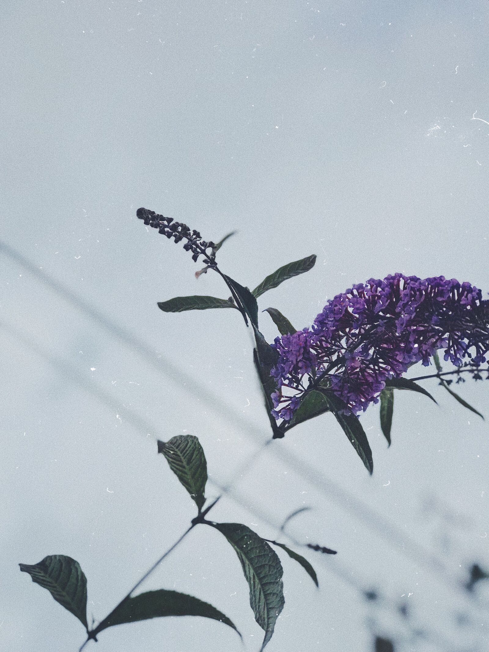 Apple iPhone 7 Plus sample photo. Flower, summer, spring photography