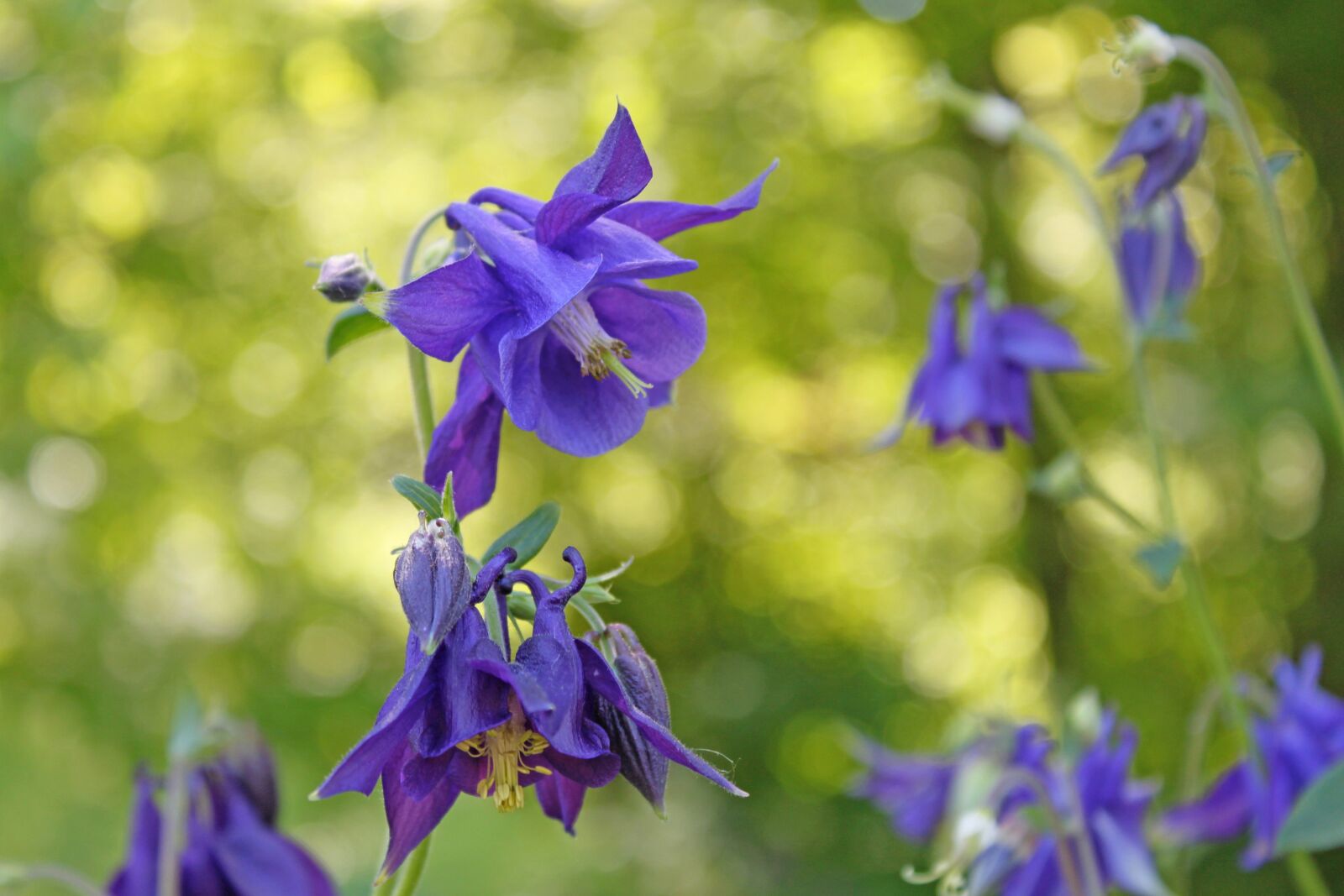 Canon EOS 500D (EOS Rebel T1i / EOS Kiss X3) sample photo. Columbine, flowers, nature photography