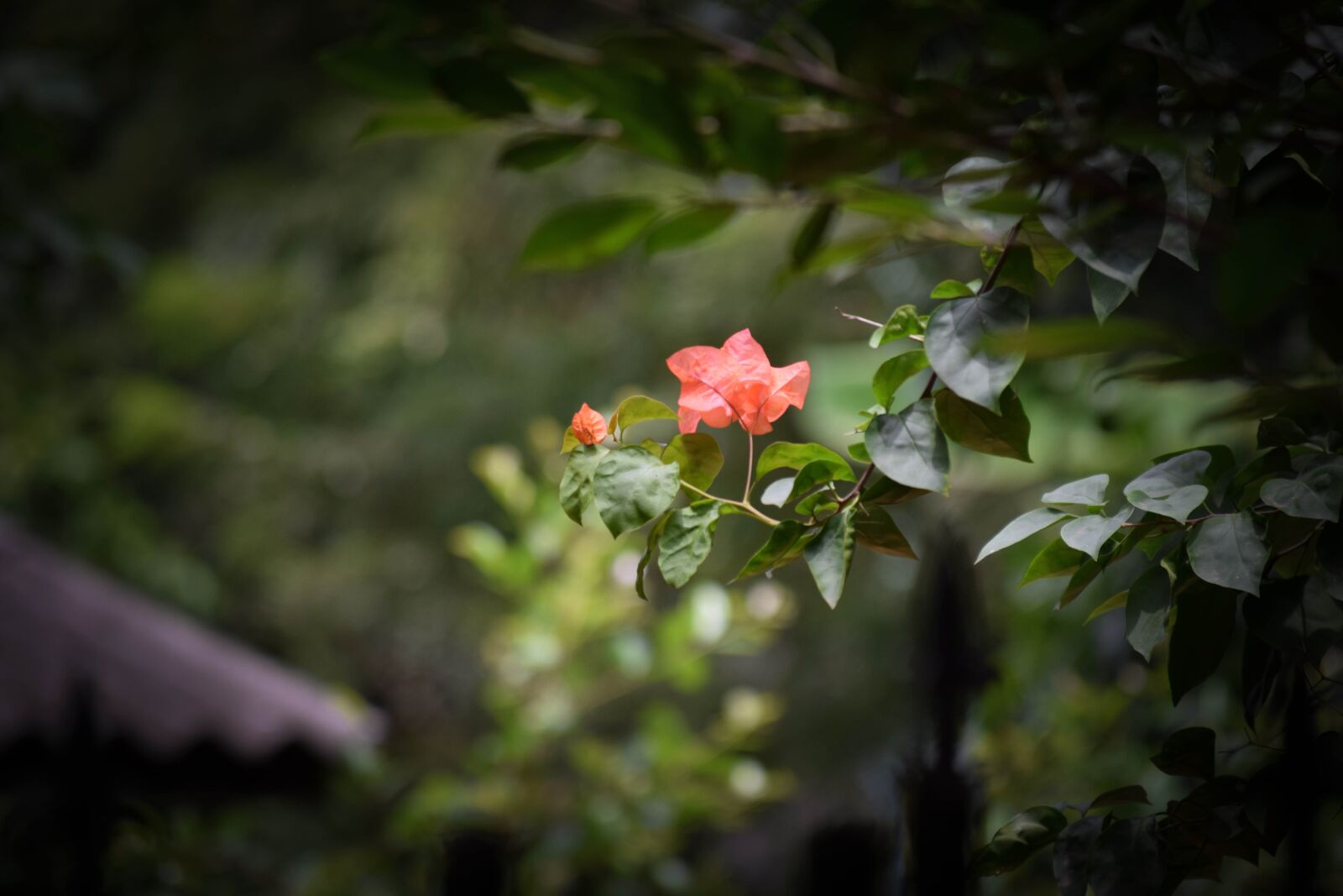 Nikon D3300 sample photo. Nature, wilderness, forest photography