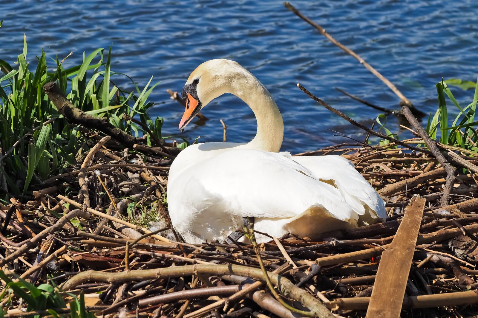 Olympus OM-D E-M10 sample photo. Swan, nest, nature photography
