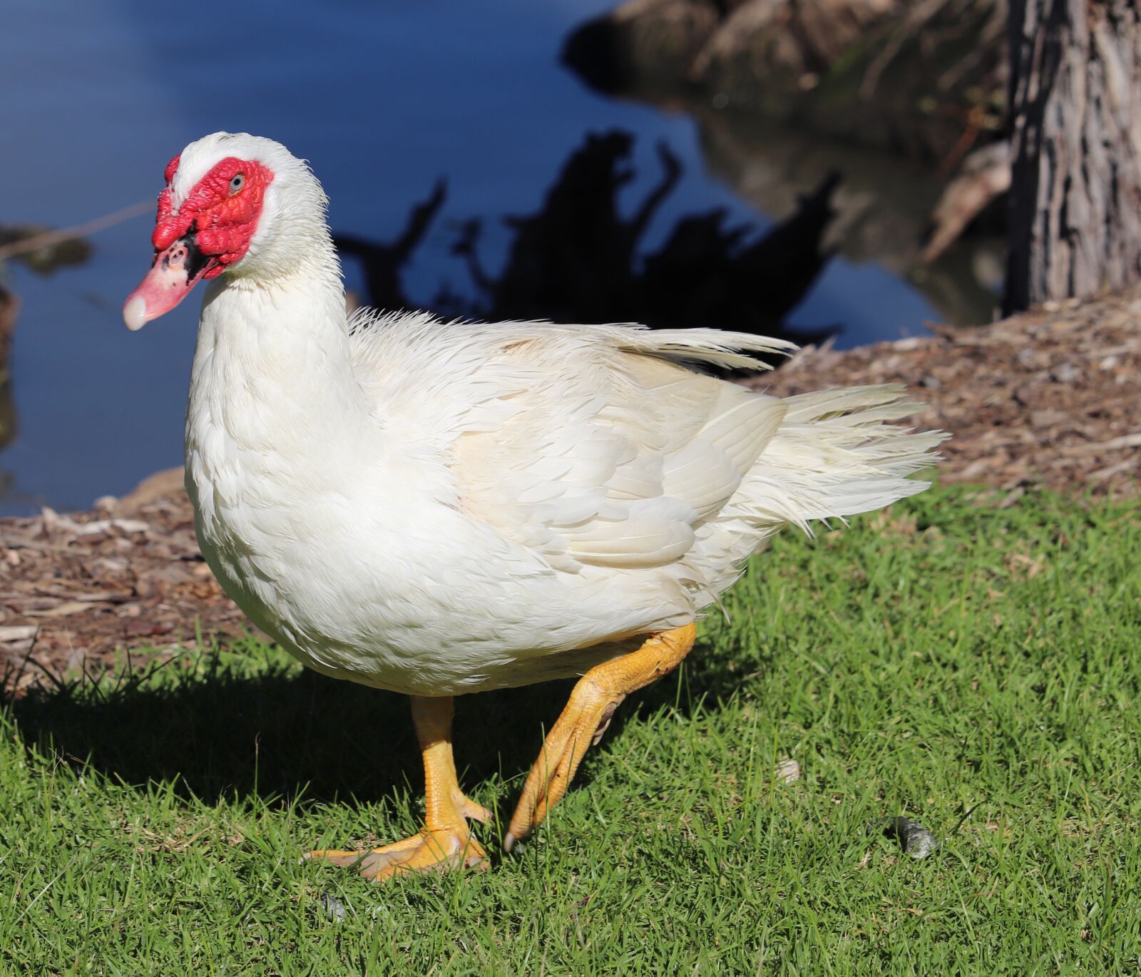 Canon EF-S 55-250mm F4-5.6 IS STM sample photo. Drake, duck, bird photography