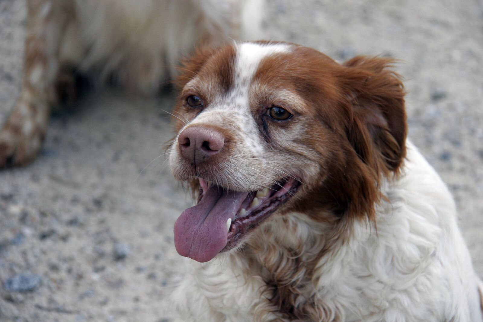 Canon EOS 20D sample photo. Dog, animal, hunting dog photography