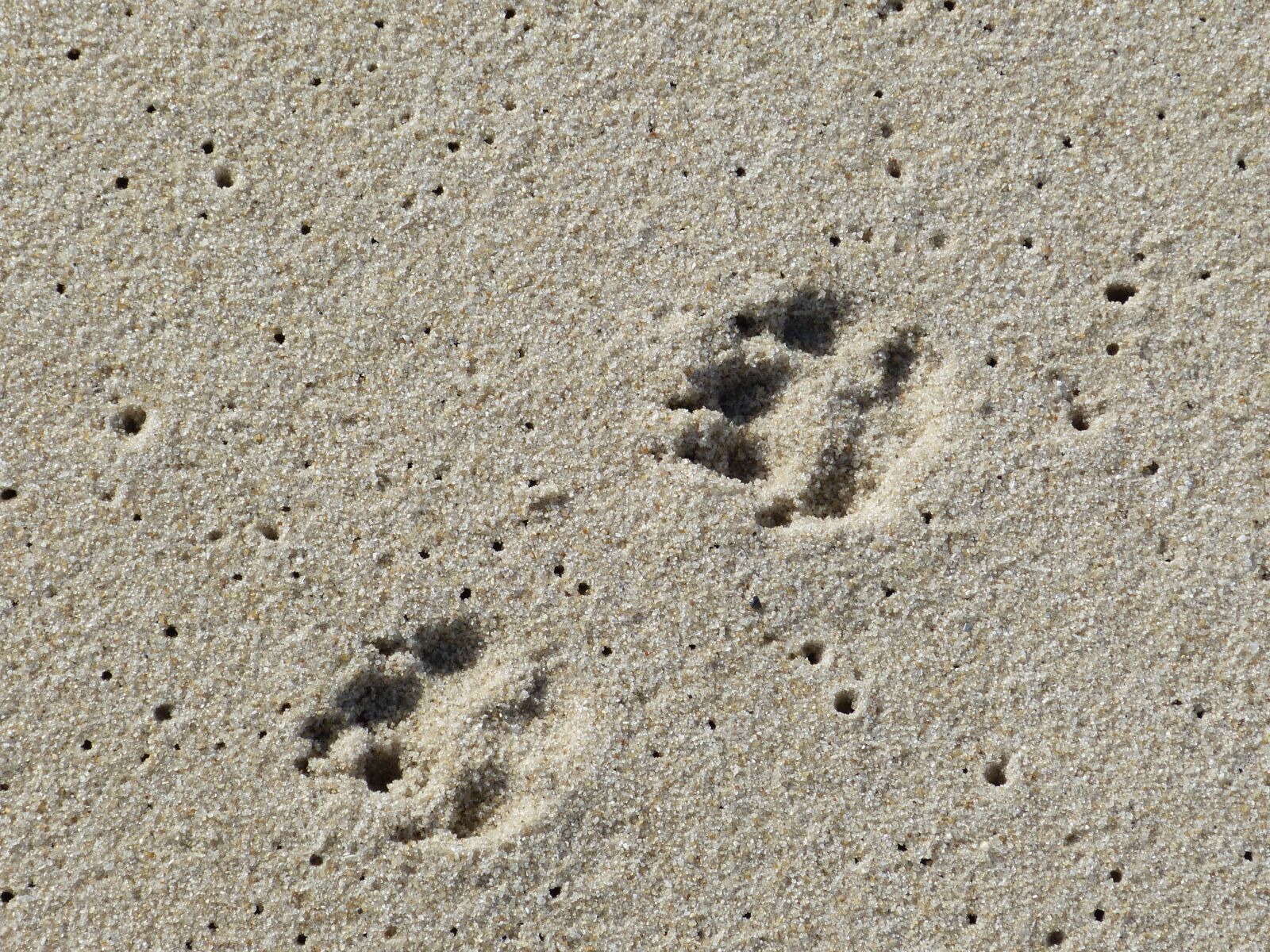 Panasonic Lumix DMC-FZ150 sample photo. Sylt, list, elbow photography