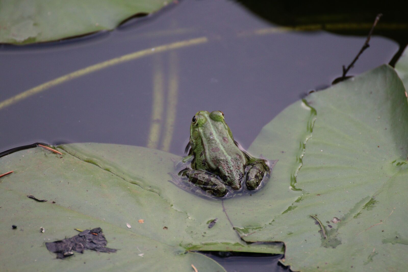 Canon EOS 80D sample photo. Rana, water, pond photography