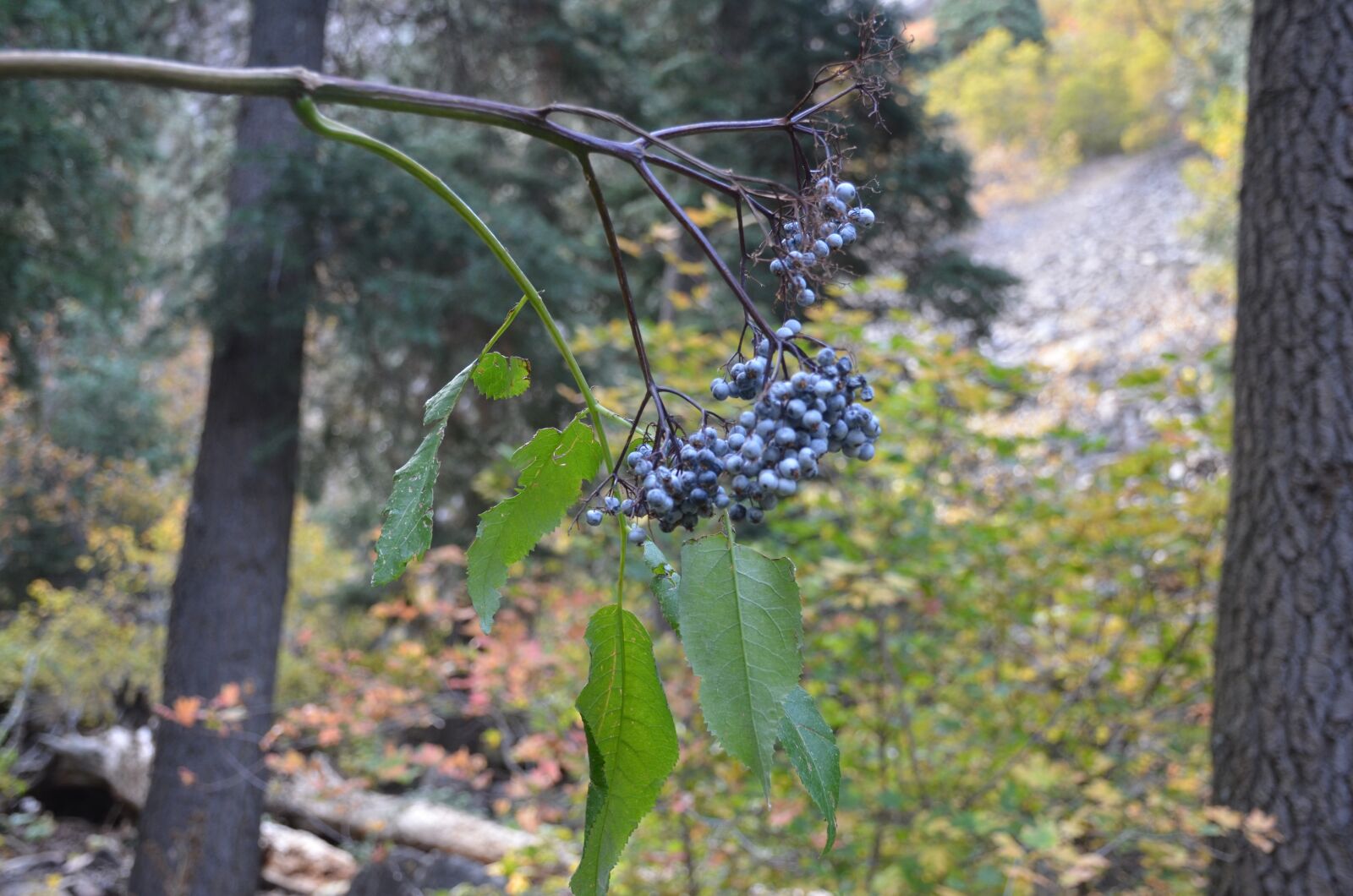 Nikon D7000 sample photo. Berries, trail, nature photography