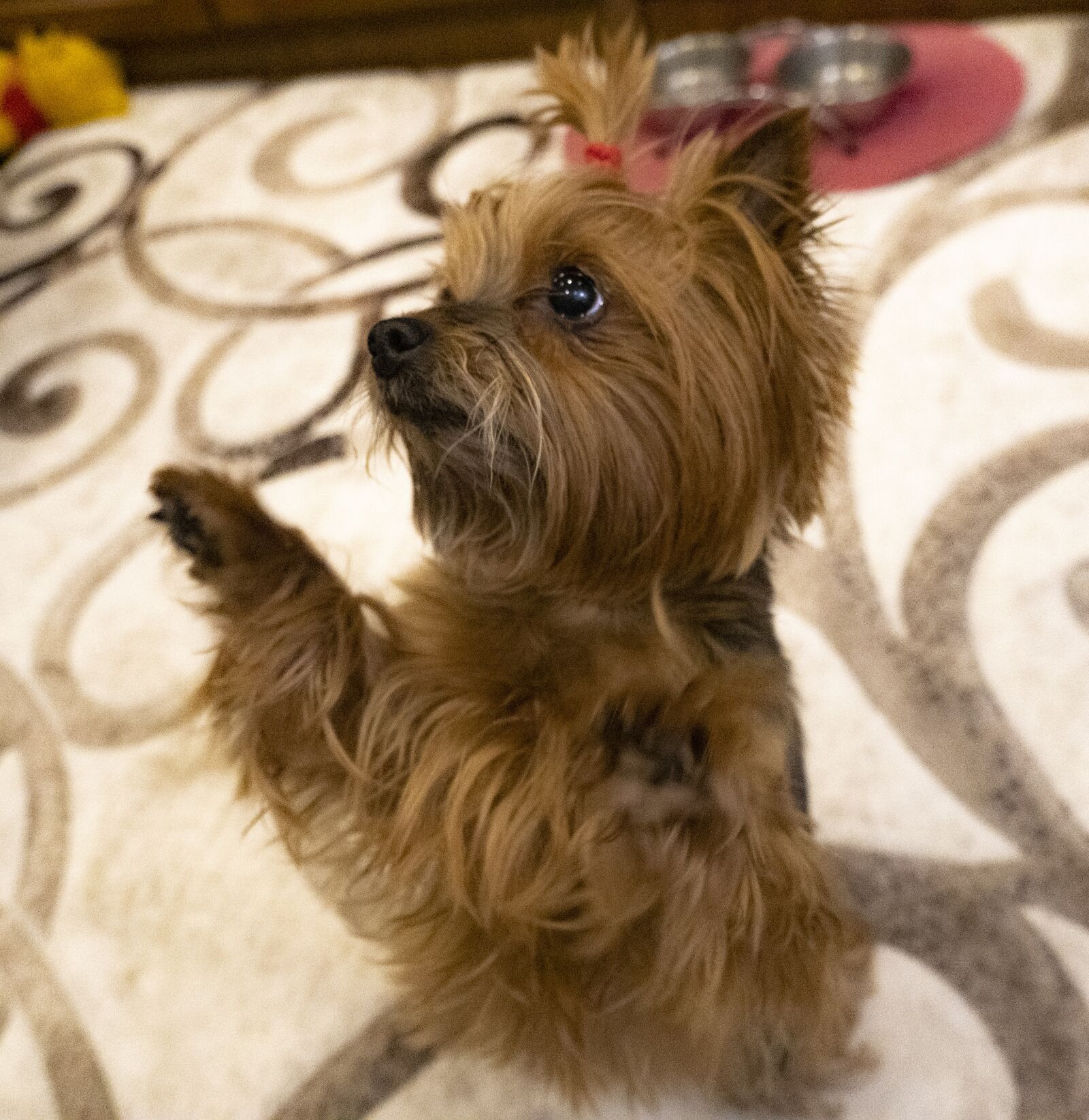 Sony a6400 sample photo. Yorki, yorkshire, terrier photography