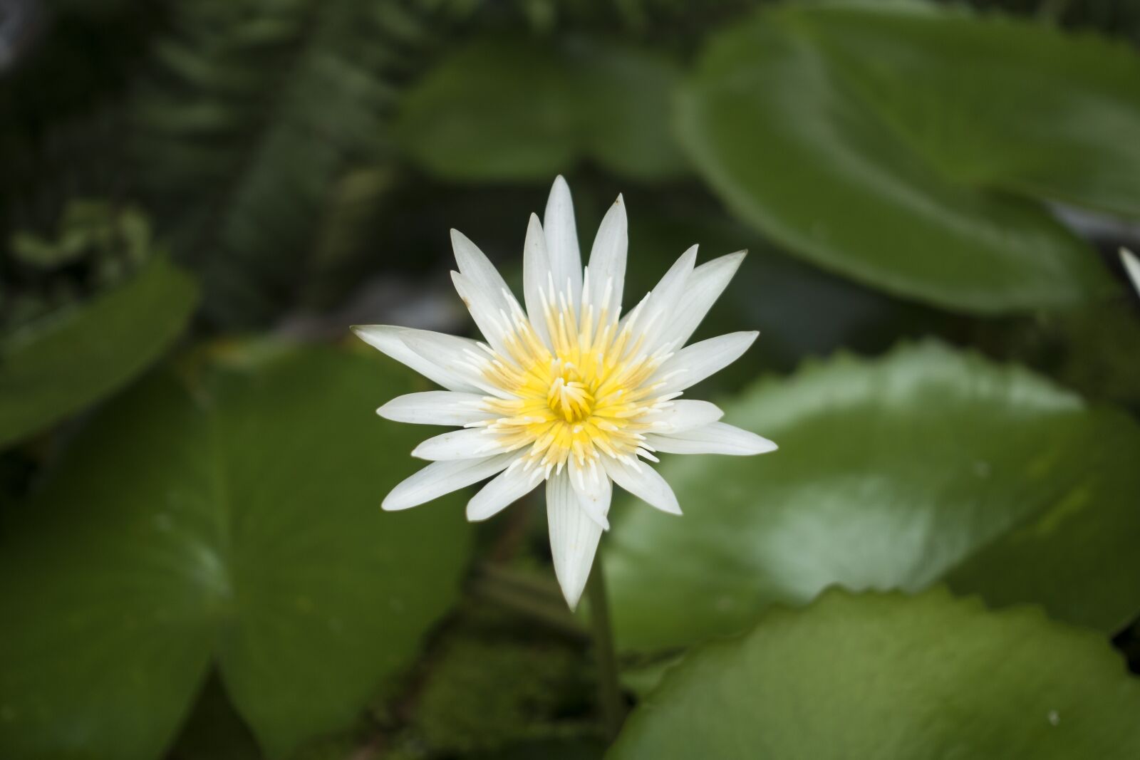 Sony Cyber-shot DSC-RX100 IV sample photo. Lotus, waterlily, nature photography