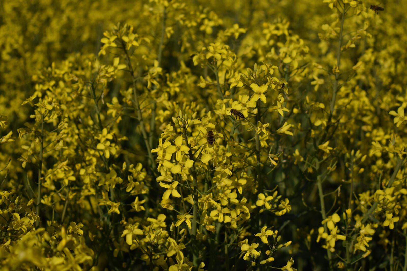 Nikon D3400 sample photo. Oilseed rape, bee, yellow photography