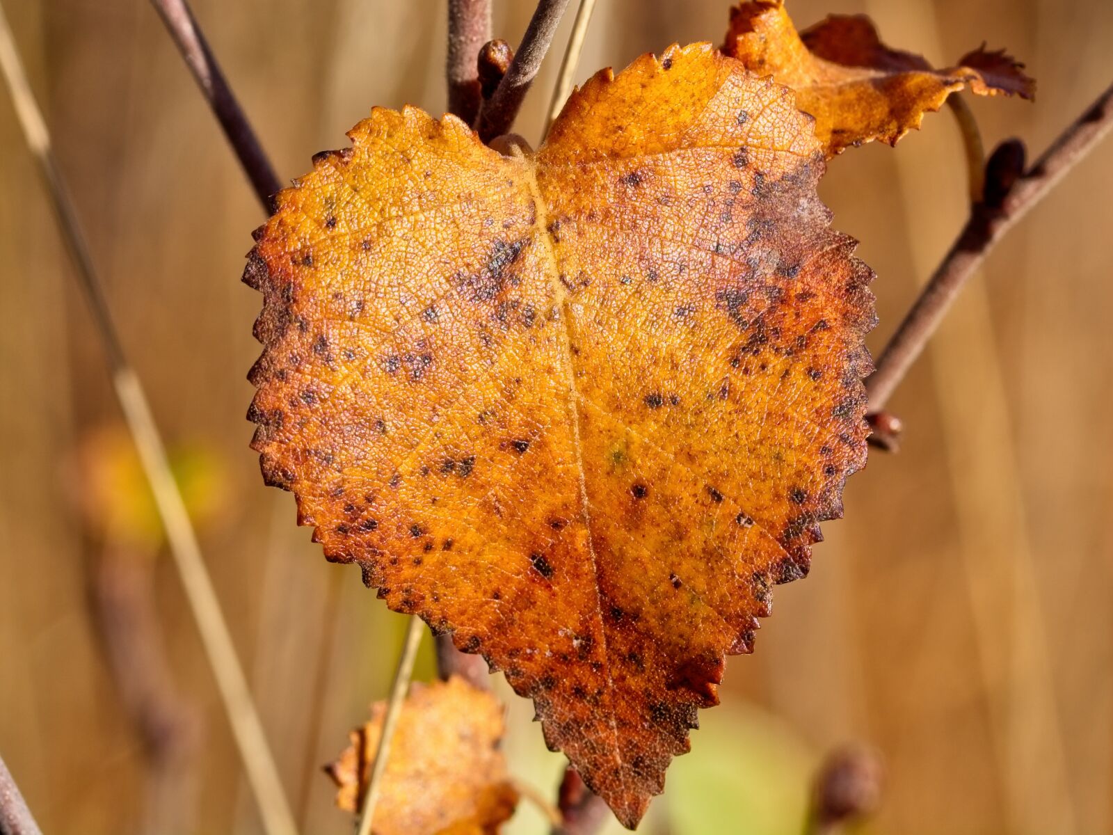 Sigma 105mm F2.8 EX DG OS HSM sample photo. Leaf, autumn, fall foliage photography