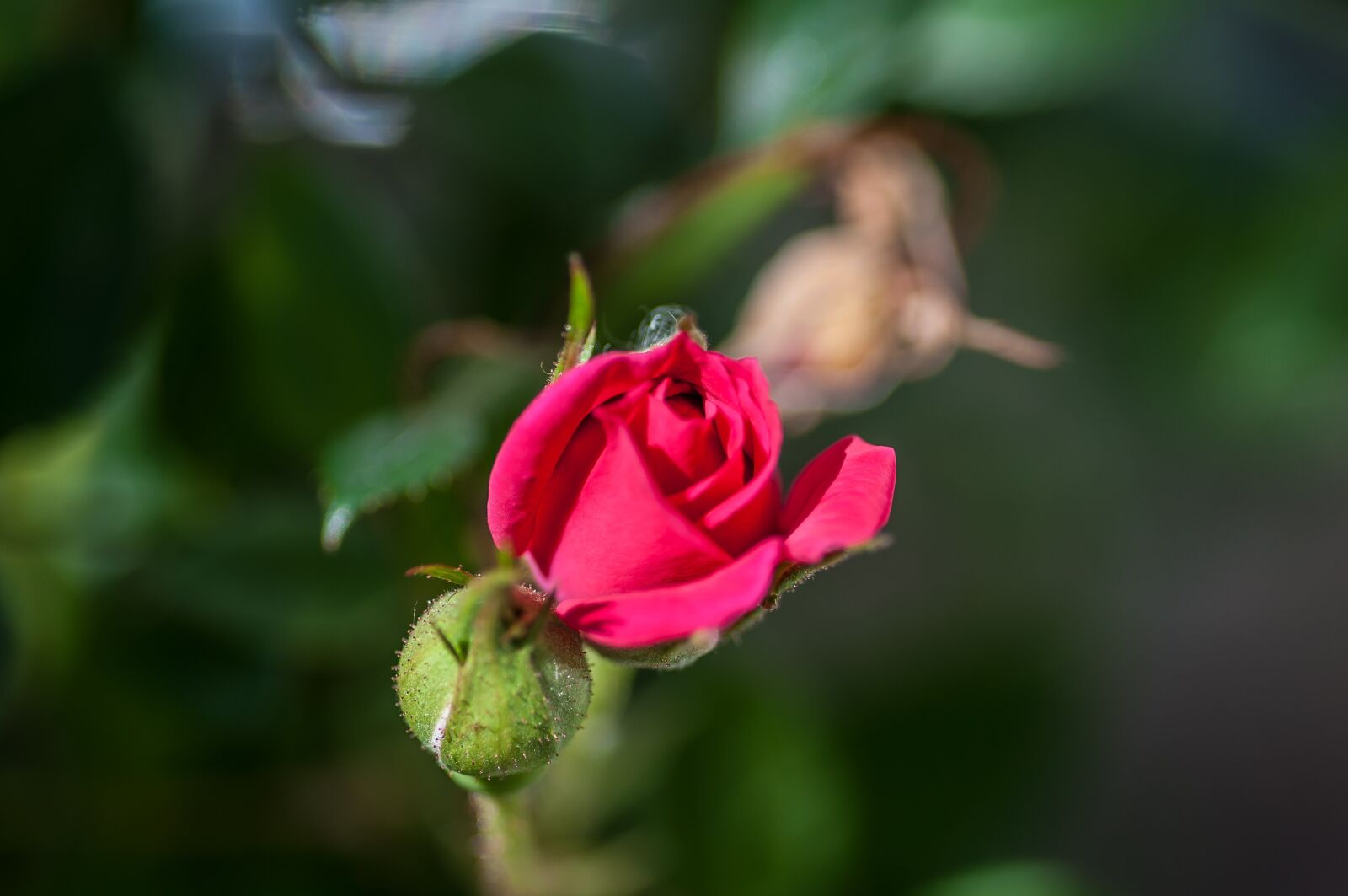 Nikon D5000 sample photo. Flower, rose, nature photography