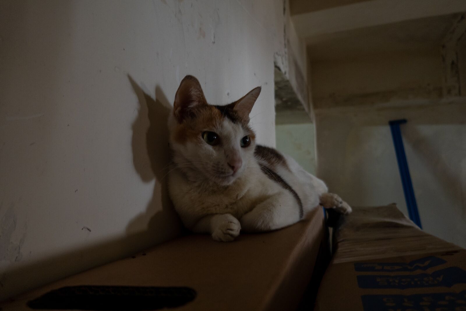 Sony DSC-RX100M7 sample photo. Cat, lonely, 好奇 photography