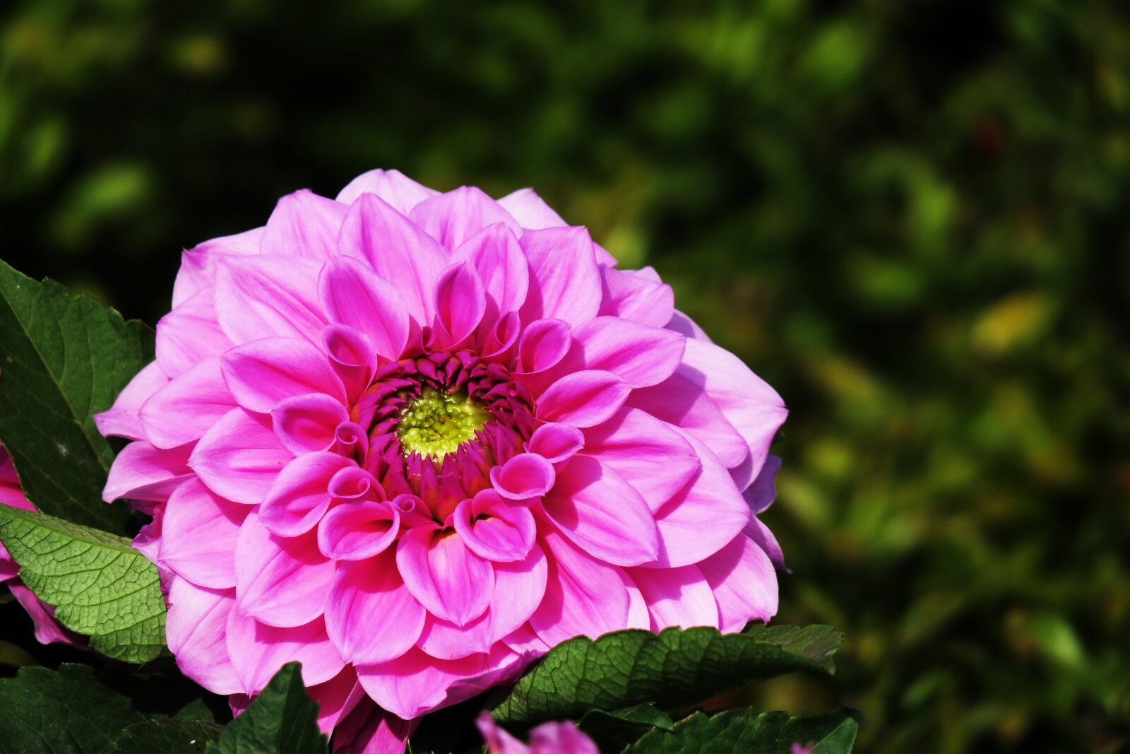 Canon PowerShot G3 X sample photo. Dahlia, nature, flower photography