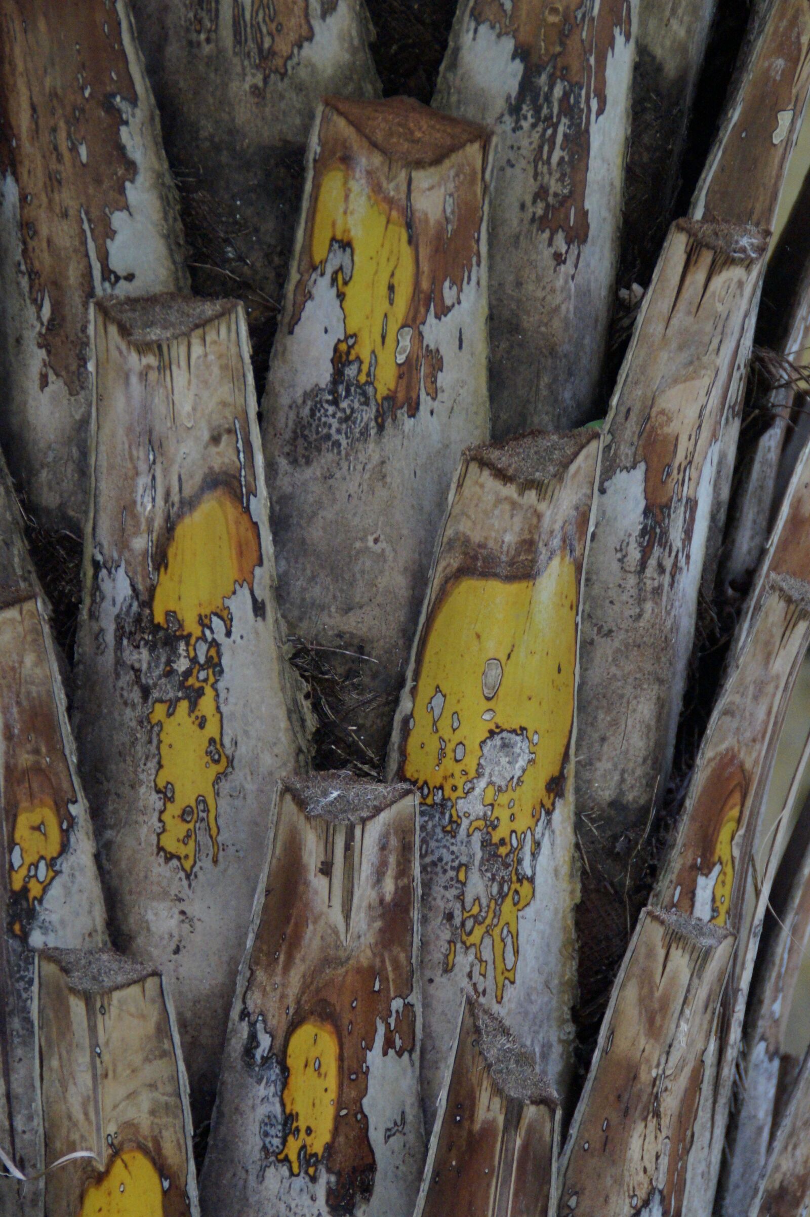 Sony SLT-A58 sample photo. Log, palm, palm tree photography