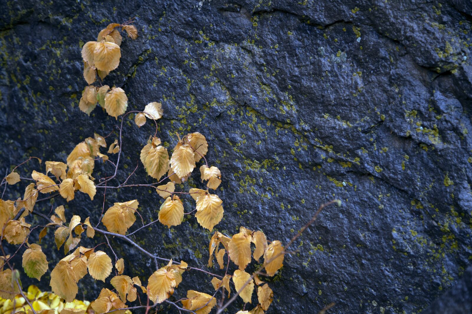 Canon EOS 6D + Canon EF 24-105mm F4L IS USM sample photo. Colorful, wallpaper, color photography