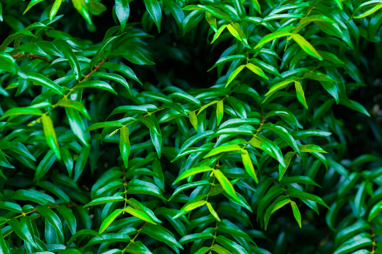Canon EOS 7D + Canon EF 50mm F1.8 II sample photo. Plant, leaves, nature photography