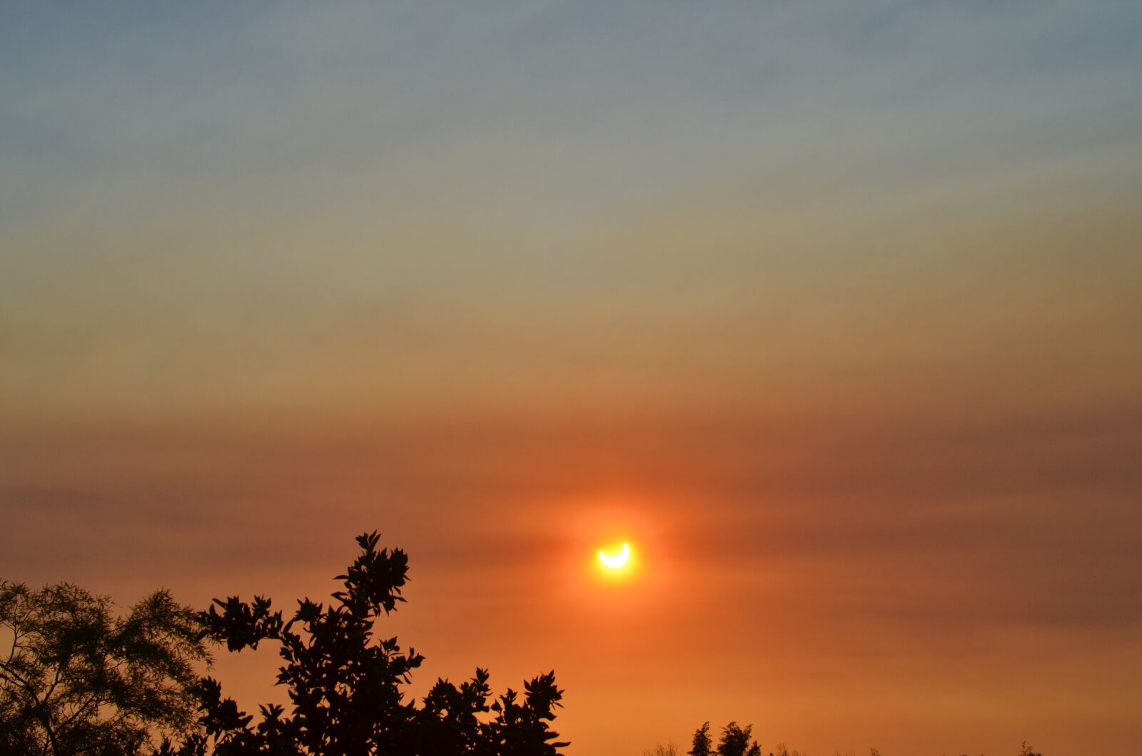 Nikon D7000 sample photo. Sunset, orange, tree photography