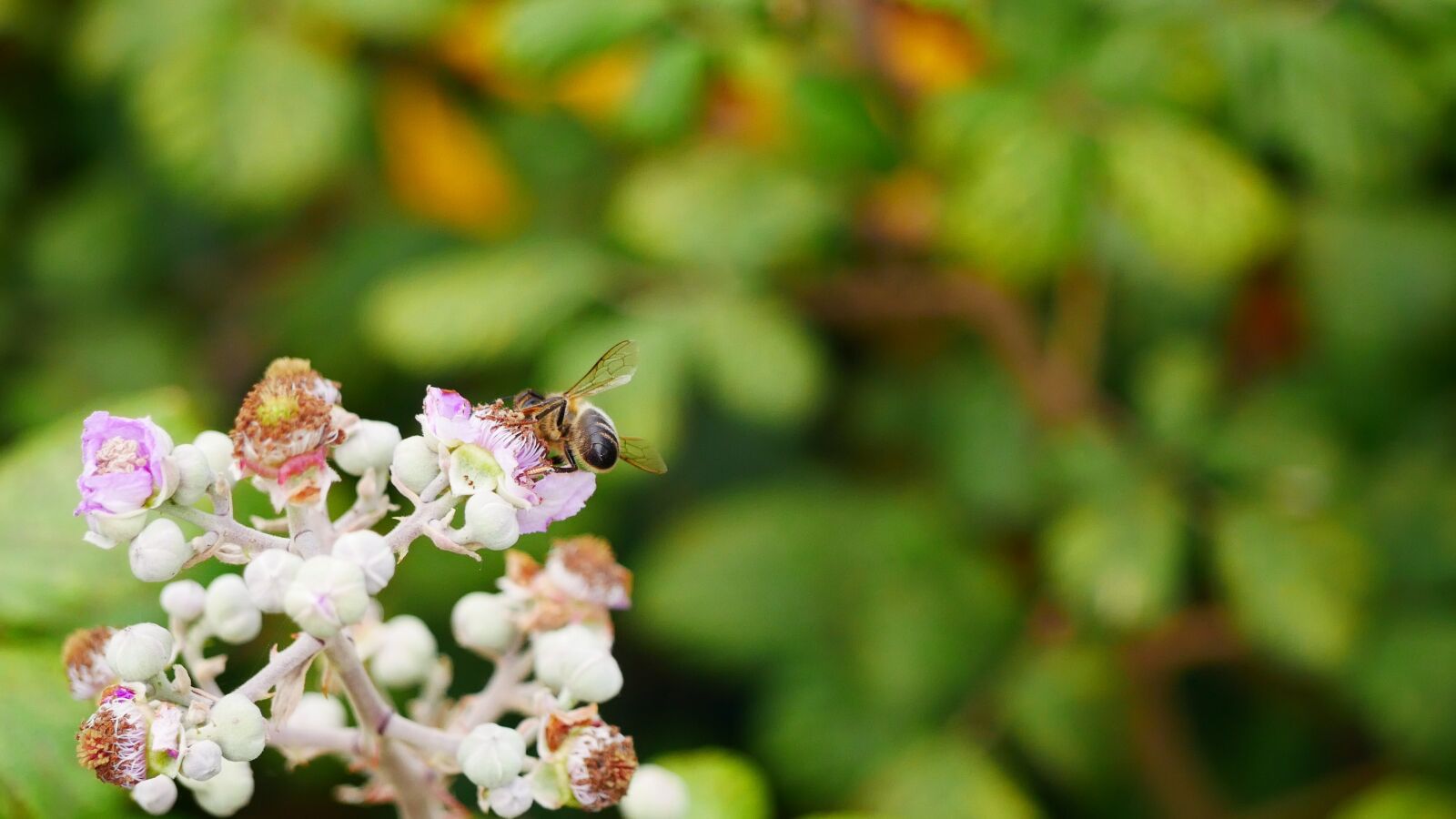 Panasonic Lumix DMC-GX85 (Lumix DMC-GX80 / Lumix DMC-GX7 Mark II) sample photo. Sprinkle, nature, flower photography