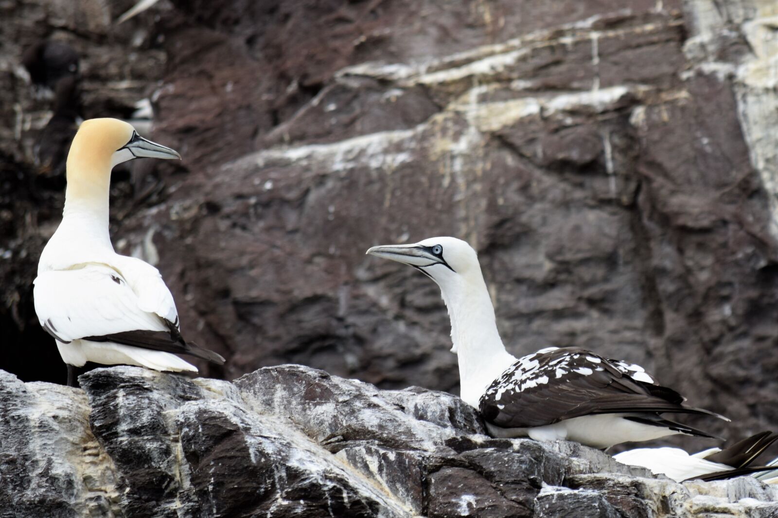 Nikon D3300 sample photo. Gannets, seabird, ocean photography