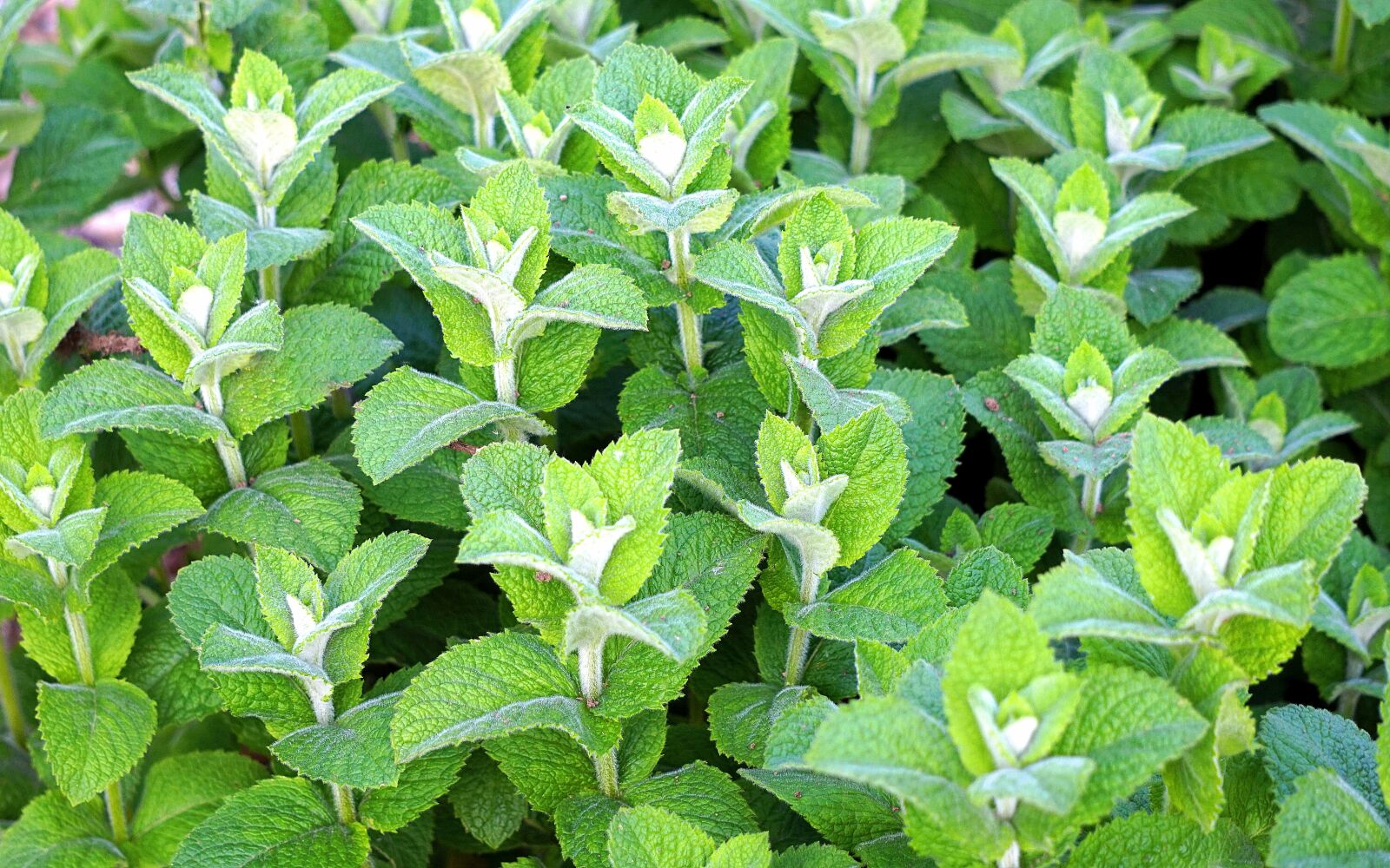 Sony Alpha a5000 (ILCE 5000) + Sony E 55-210mm F4.5-6.3 OSS sample photo. Peppermint, herbs, mint photography