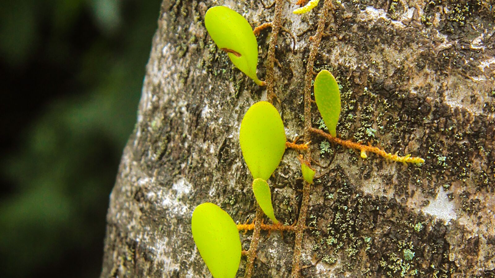 Canon EOS 50D sample photo. Flower, green, parasite photography