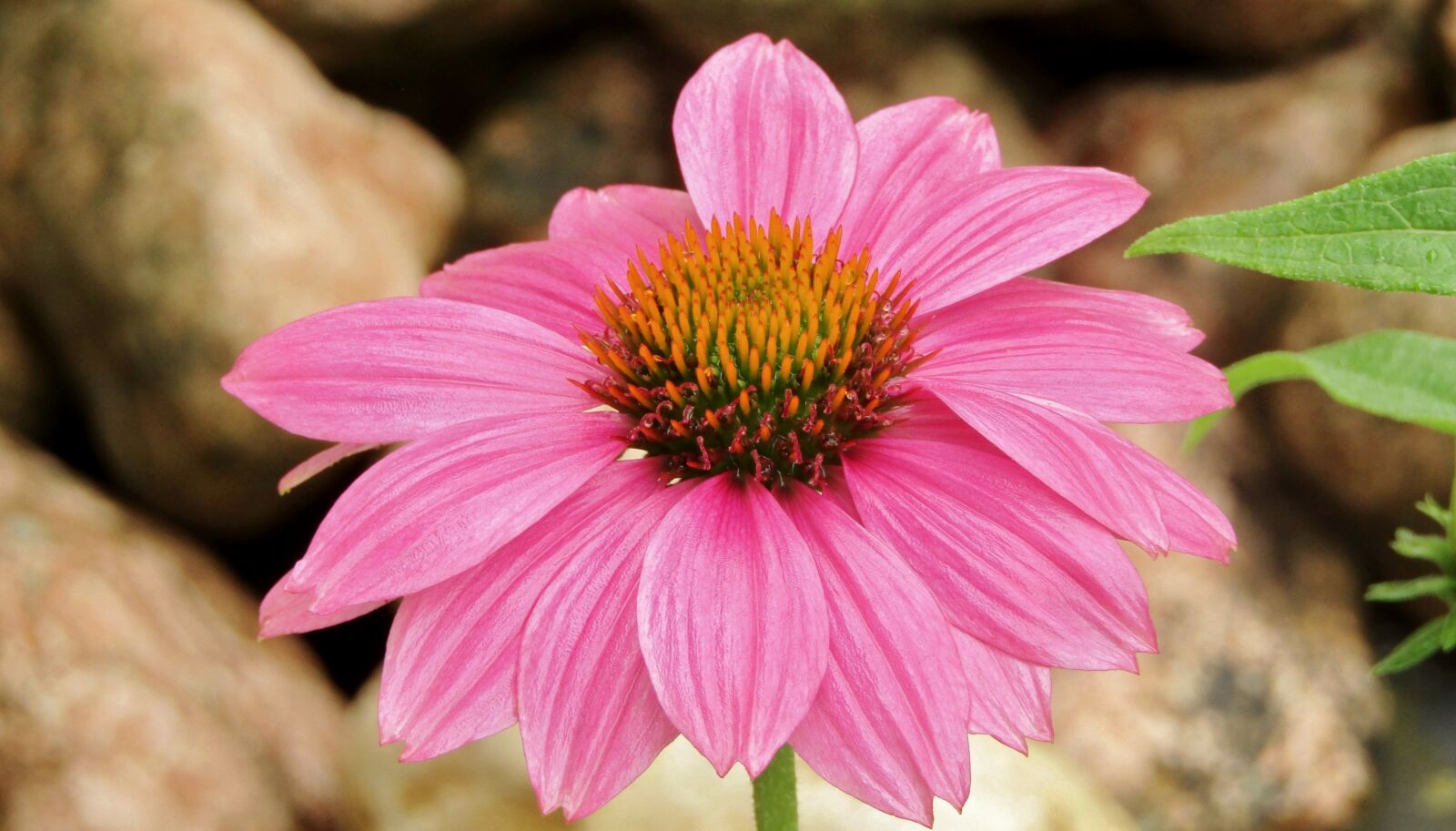 Canon POWERSHOT SX432 IS sample photo. Echinacea, coneflower, translucent sonnenhut photography