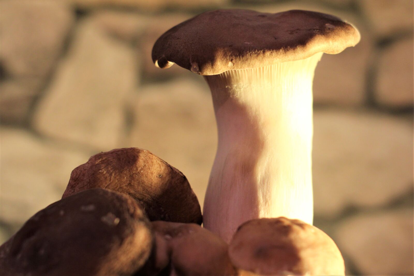Canon EOS 2000D (EOS Rebel T7 / EOS Kiss X90 / EOS 1500D) sample photo. Mushrooms, delicious, nutrition photography