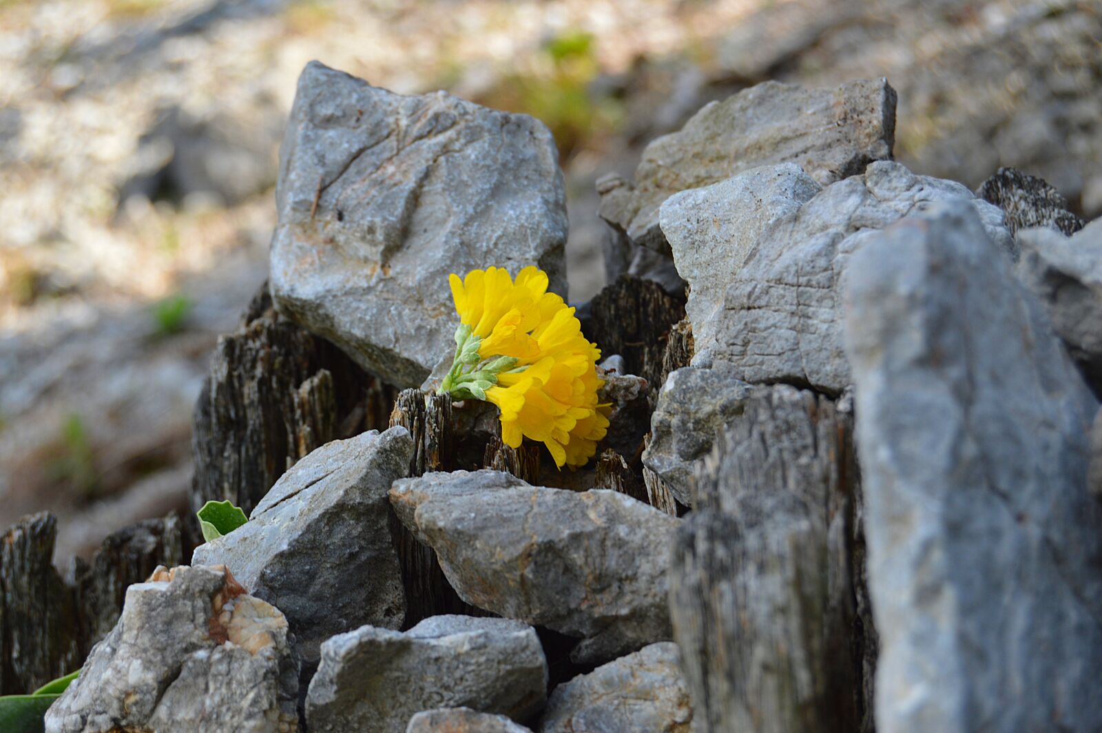 Nikon D3200 sample photo. Snow mountain, rock, mountain photography