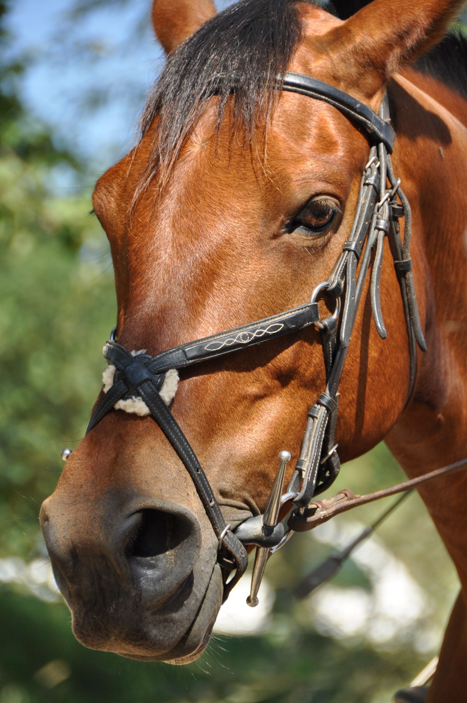 Nikon D90 sample photo. Horse, head, portrait photography