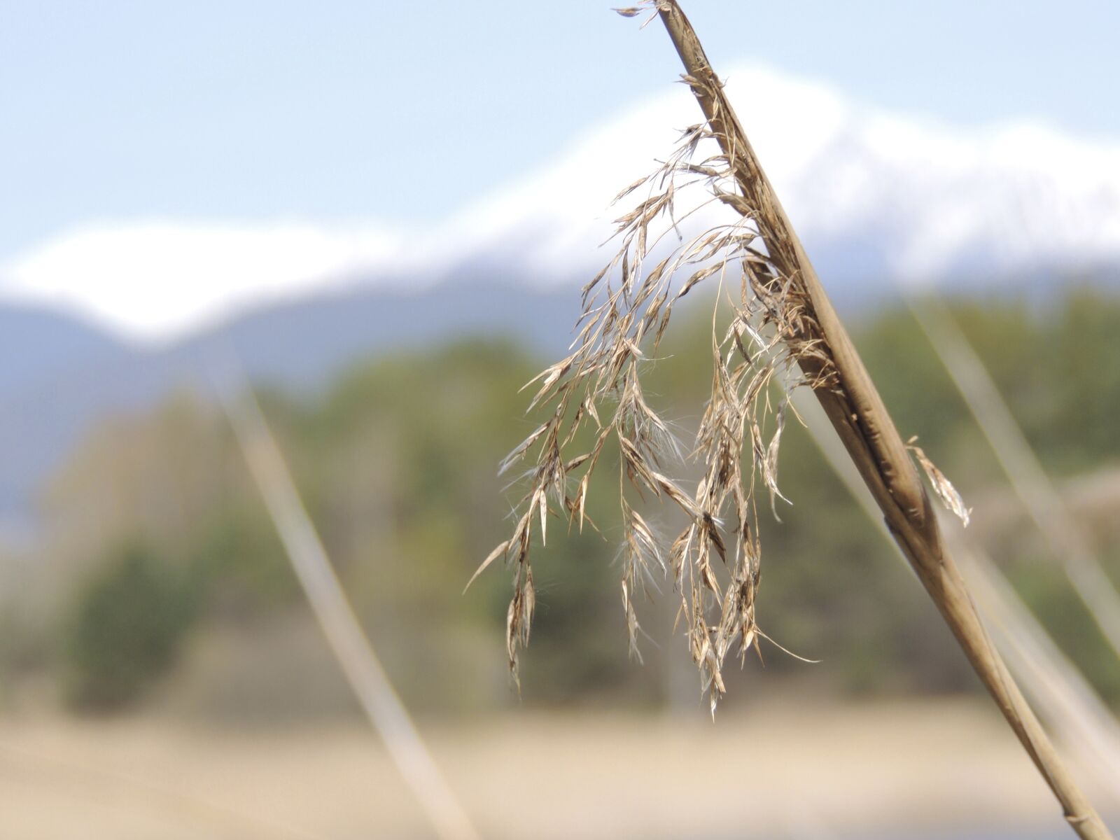 Nikon Coolpix P510 sample photo. Reed, teichplanze, pond photography