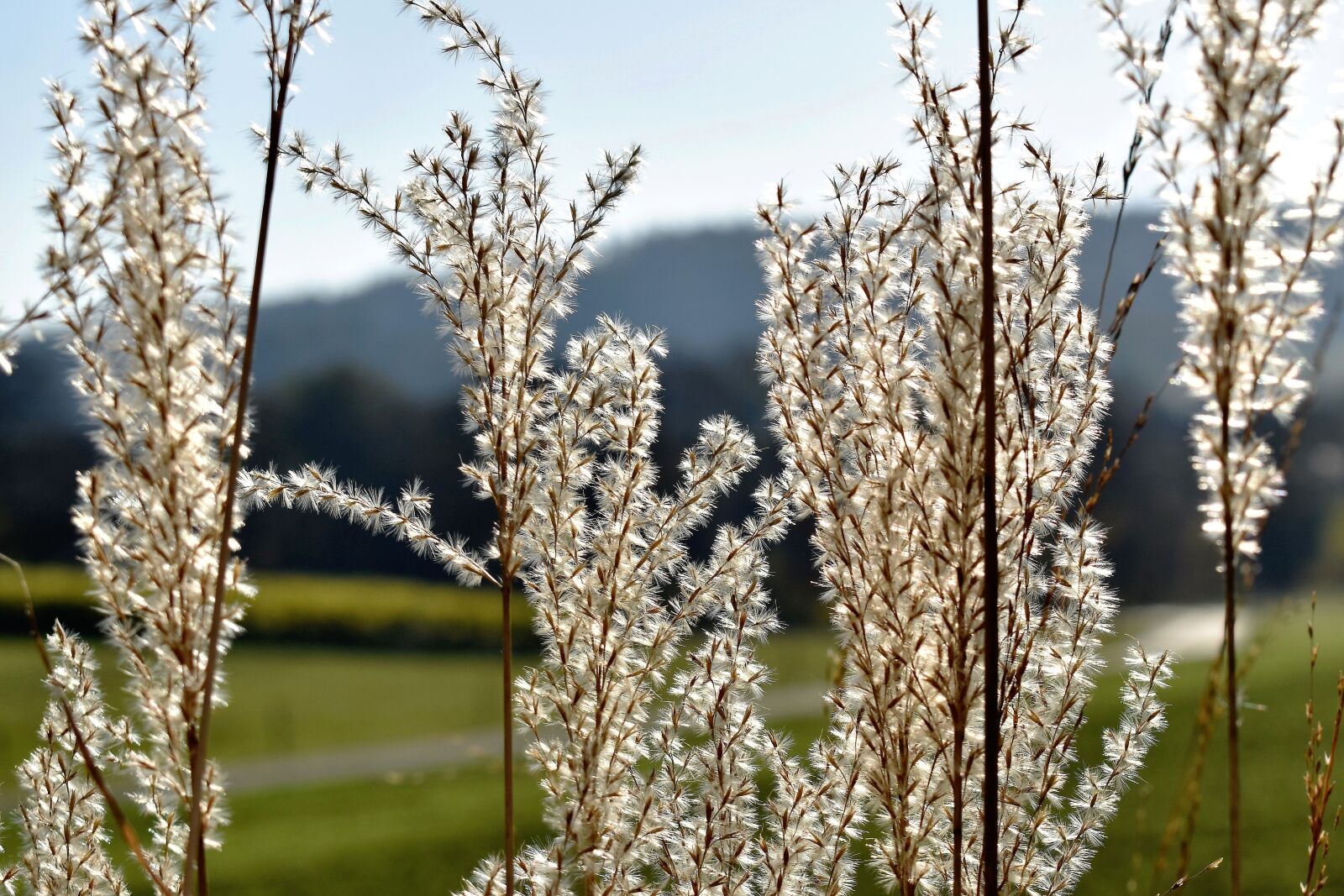 Nikon D5500 sample photo. Grasses, grass, nature photography