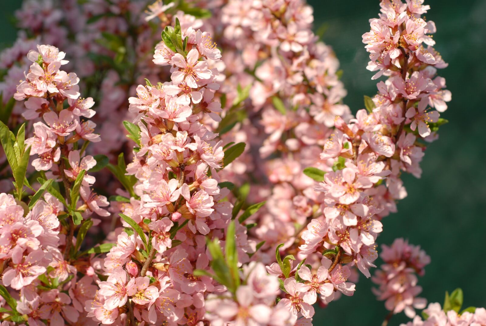 Nikon D200 sample photo. Spring, flowering shrub photography