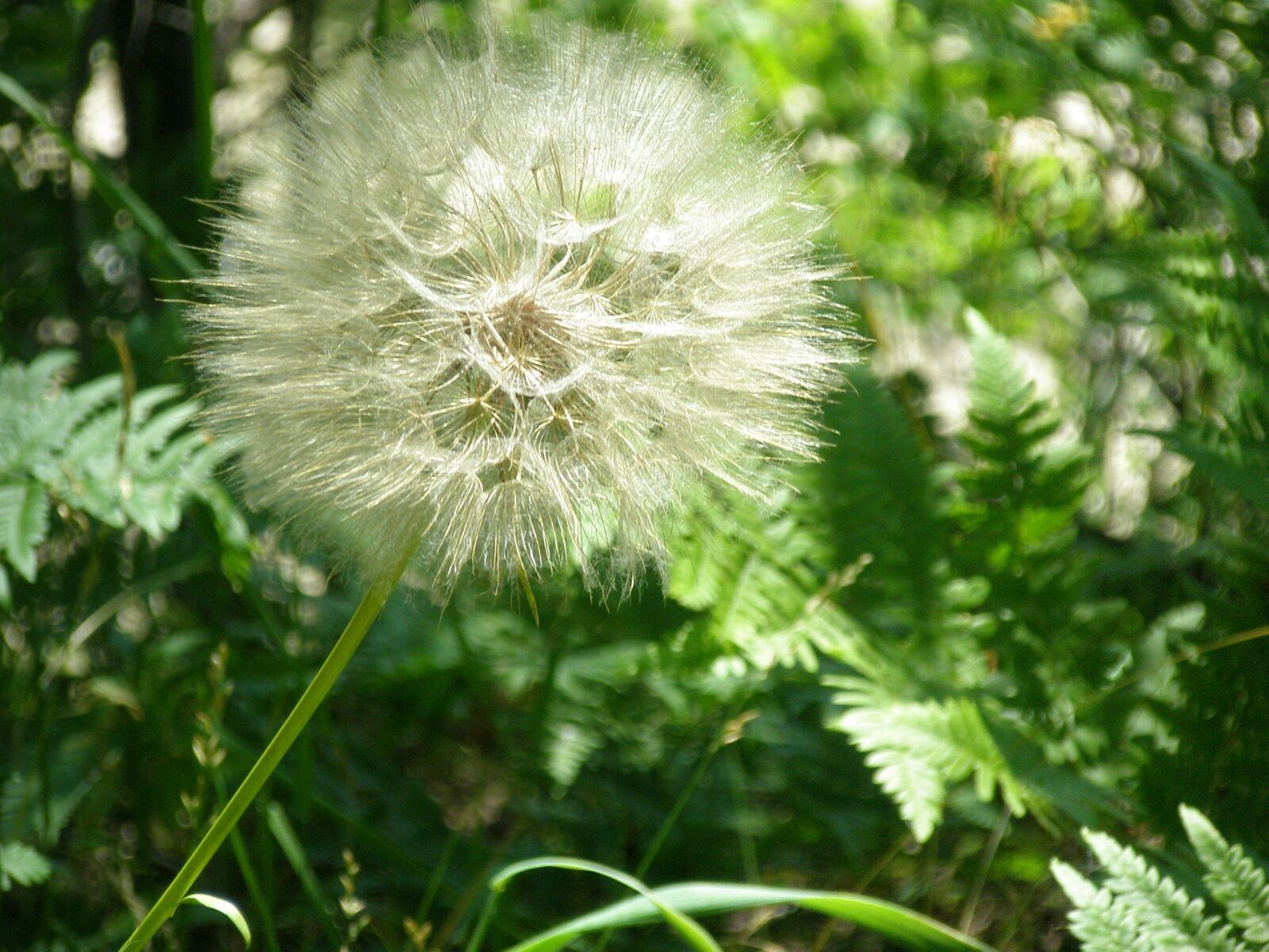 Olympus FE240/X795 sample photo. Goat's beard, salsify, giant photography