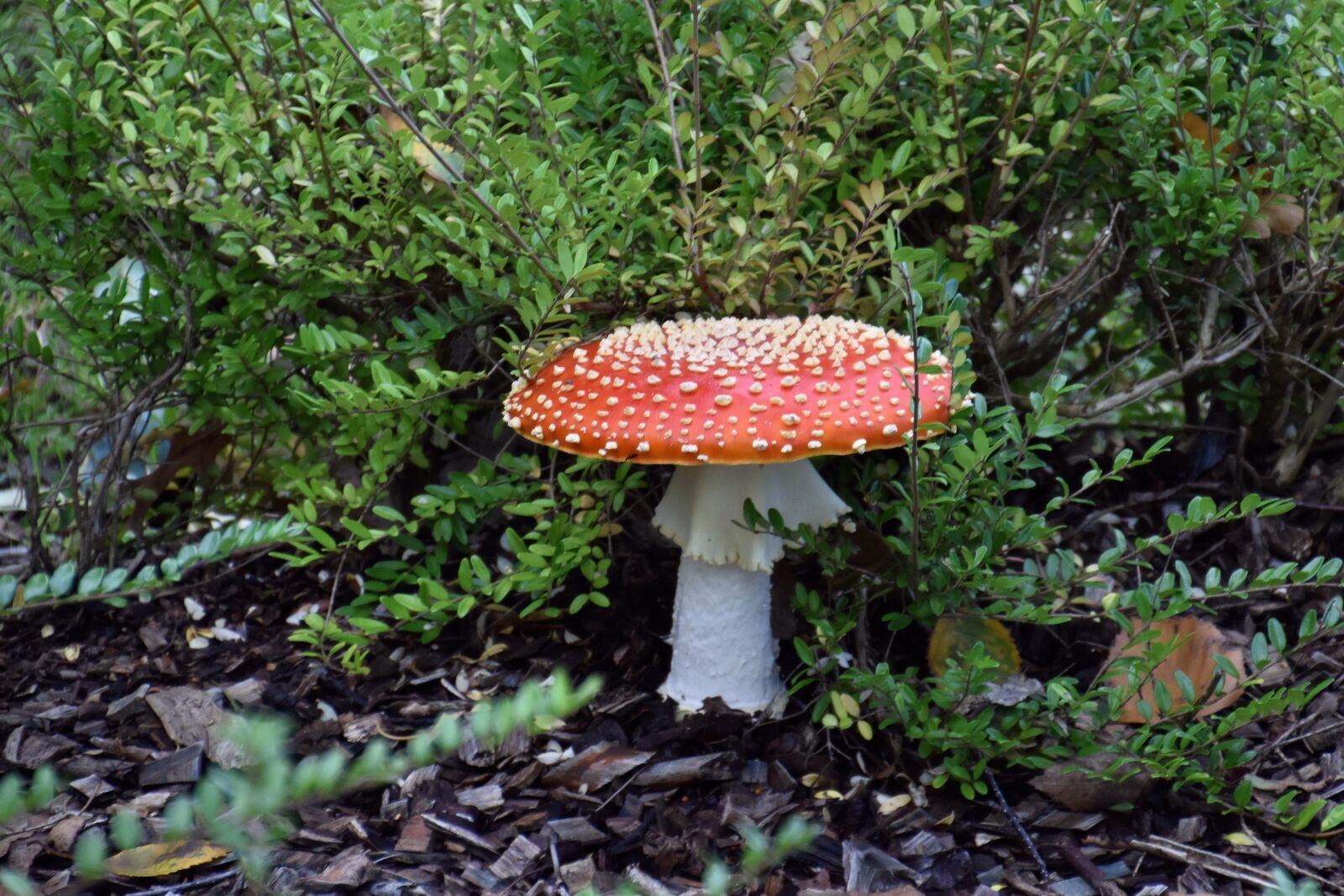 Nikon D5600 sample photo. Mushroom, red, white dots photography
