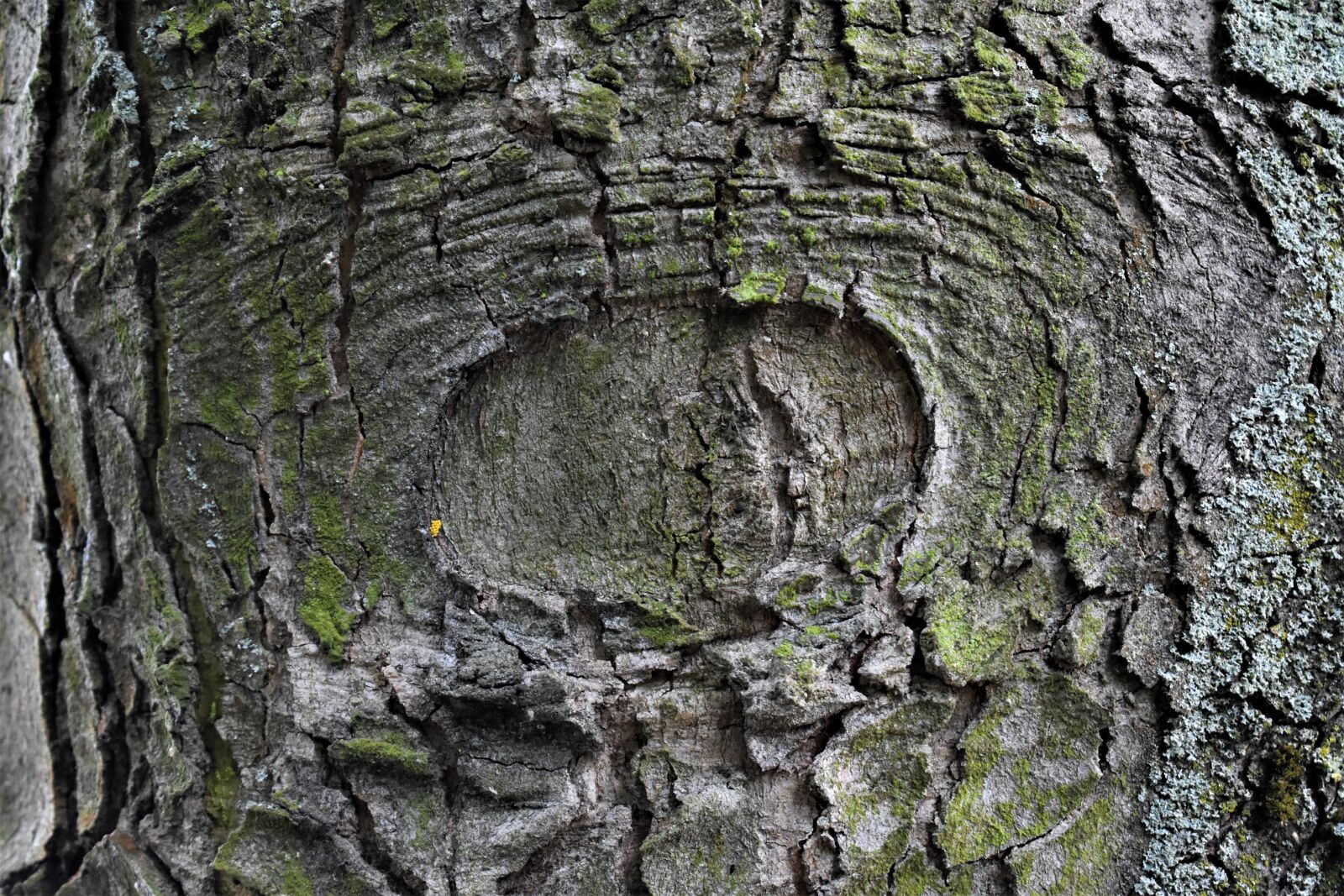 Nikon D3400 sample photo. Nature, trees, wood photography